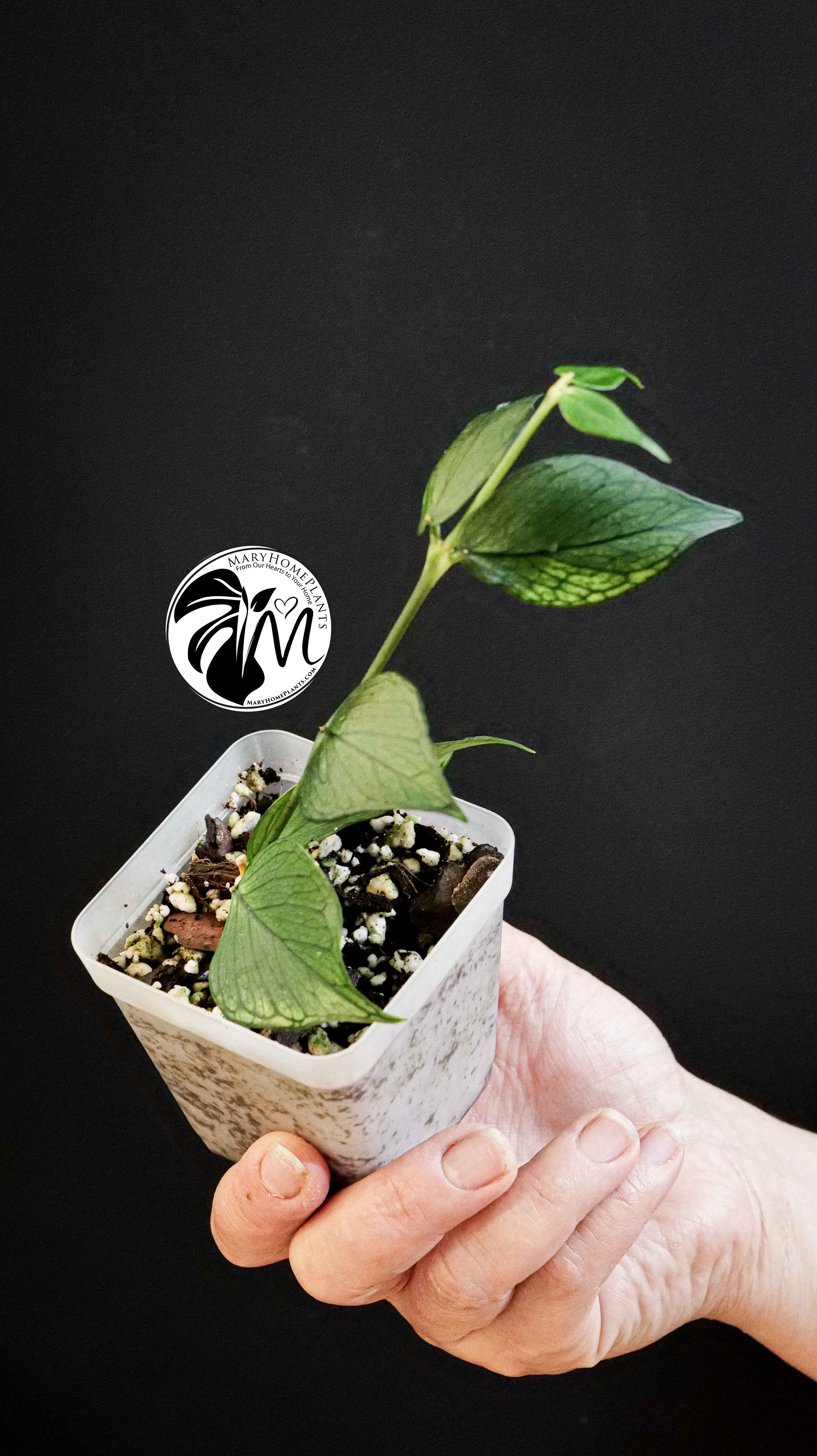 Hoya Polyneura