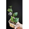 Hoya Polyneura