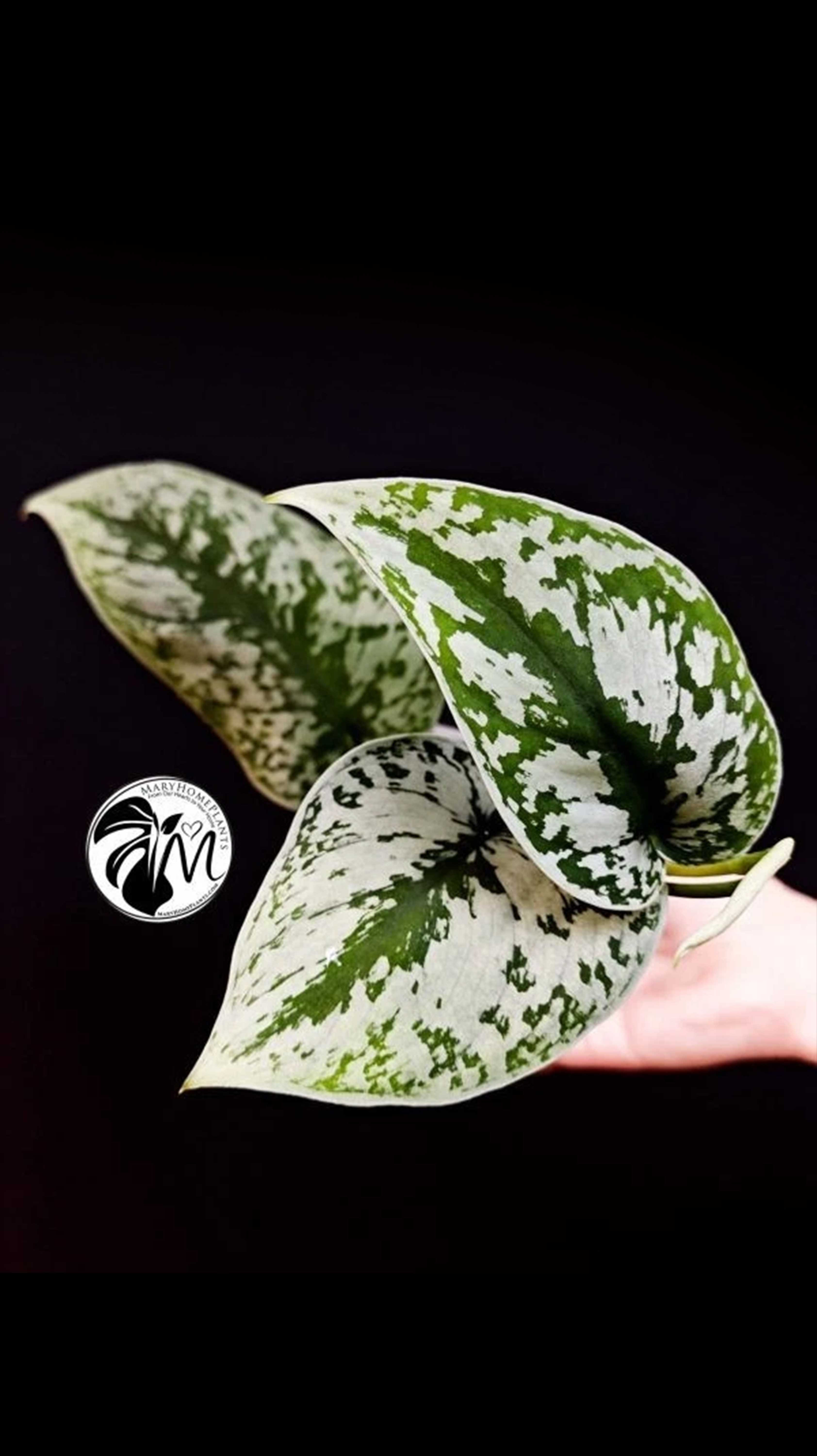 Scindapsus Pictus Exotica Trebie