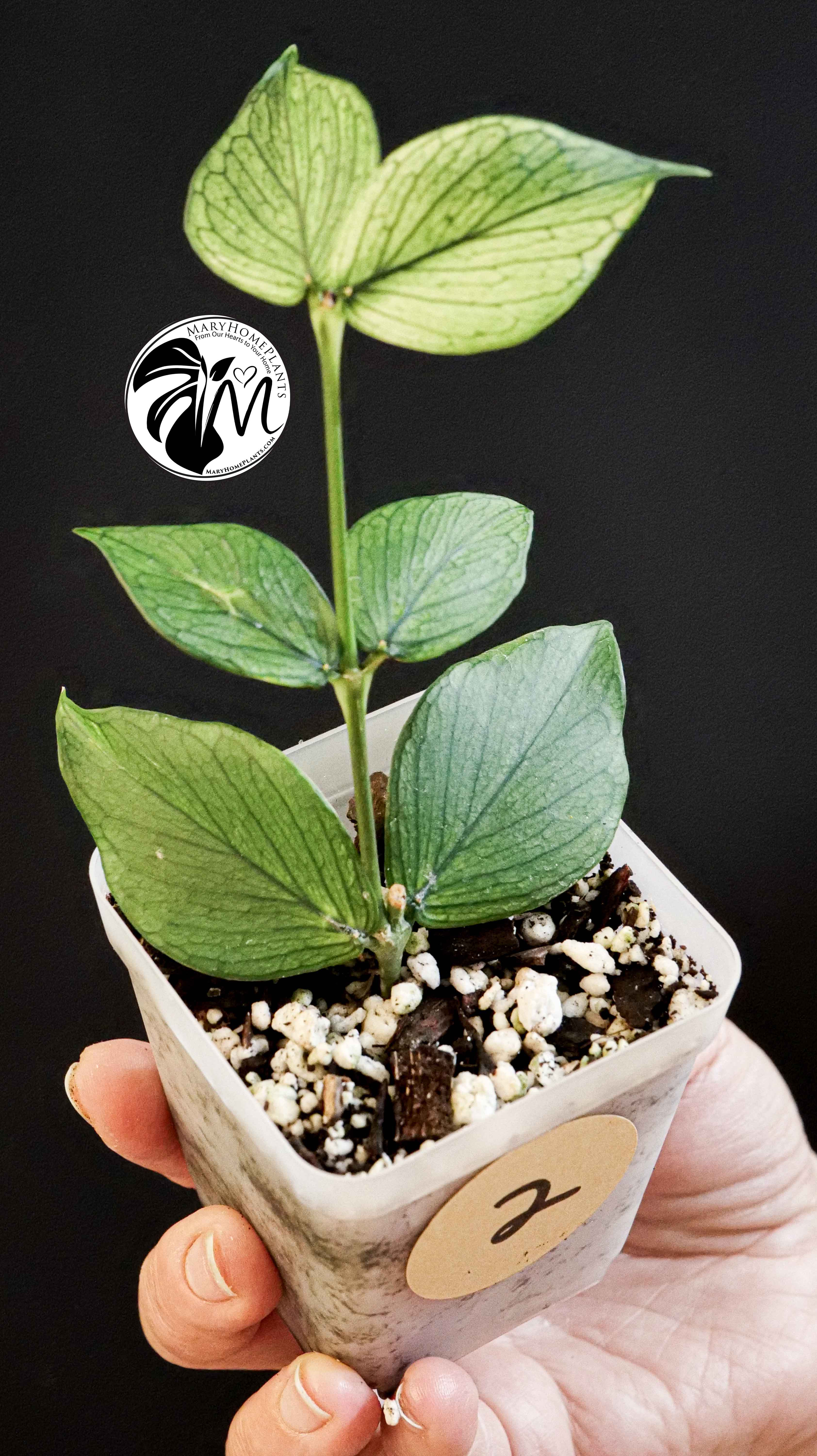 Hoya Polyneura