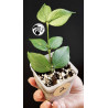 Hoya Polyneura