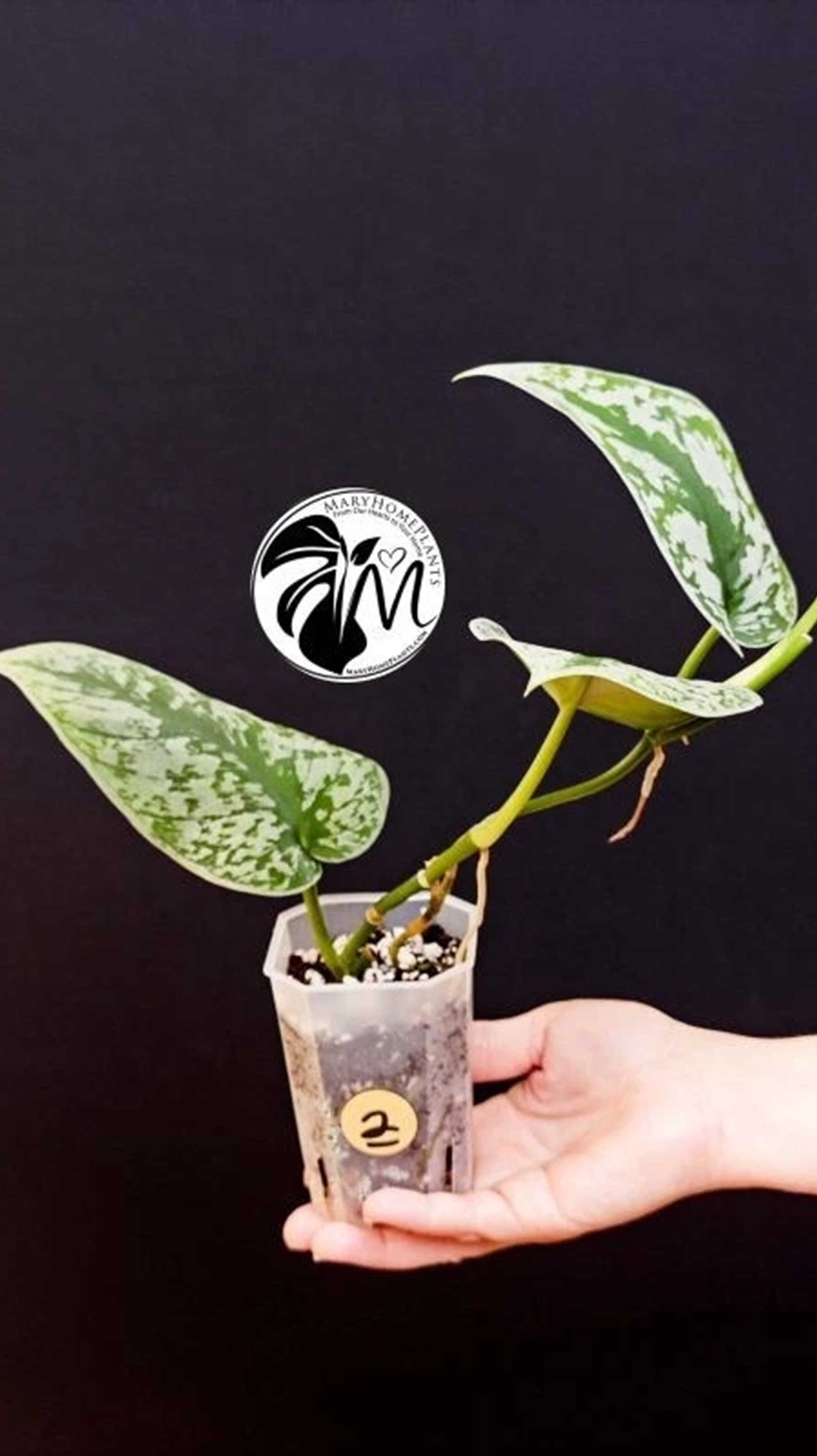 Scindapsus Pictus Exotica Trebie