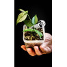 Hoya Polyneura