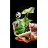 Hoya Polyneura