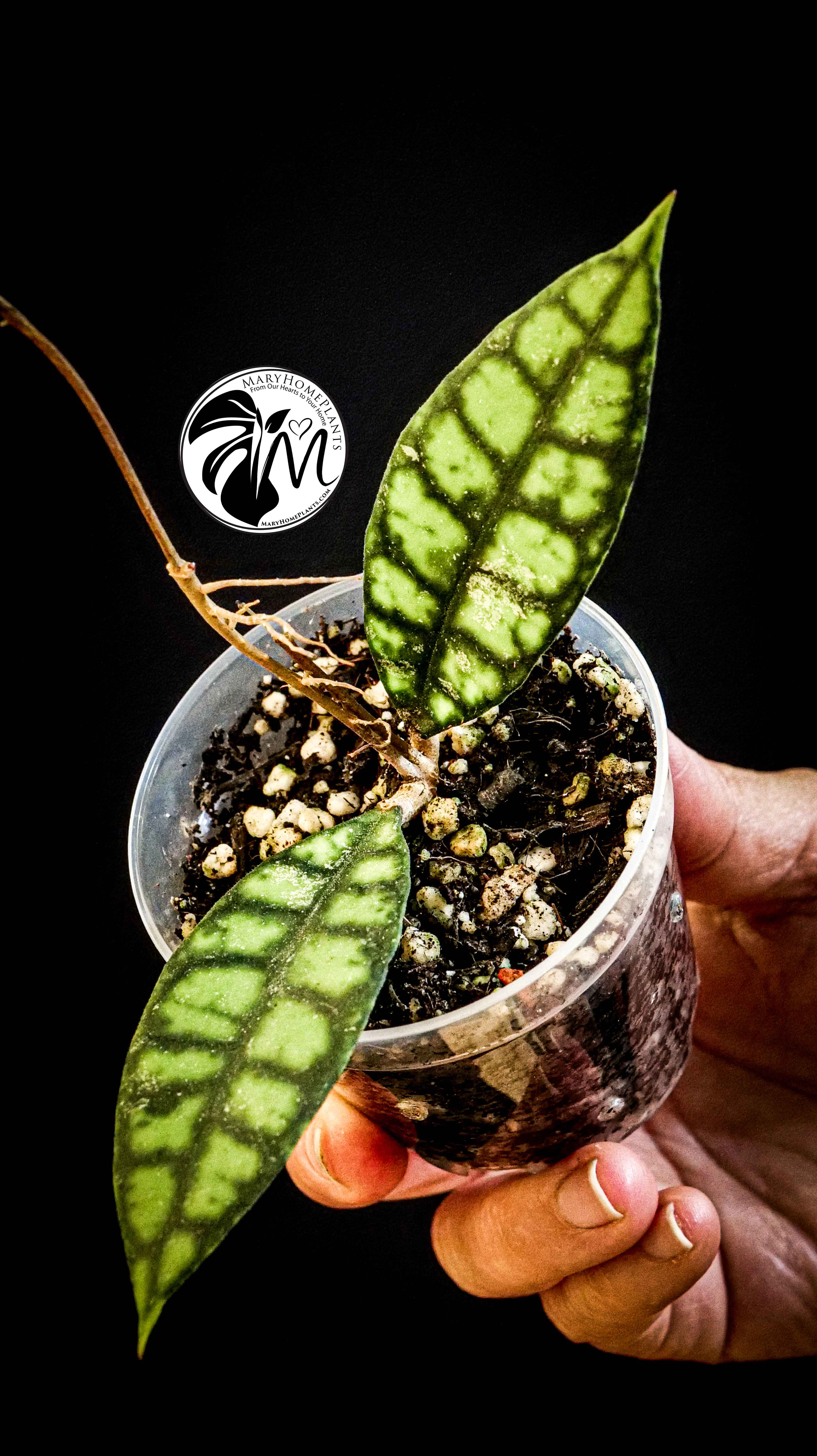 Hoya Black Cat