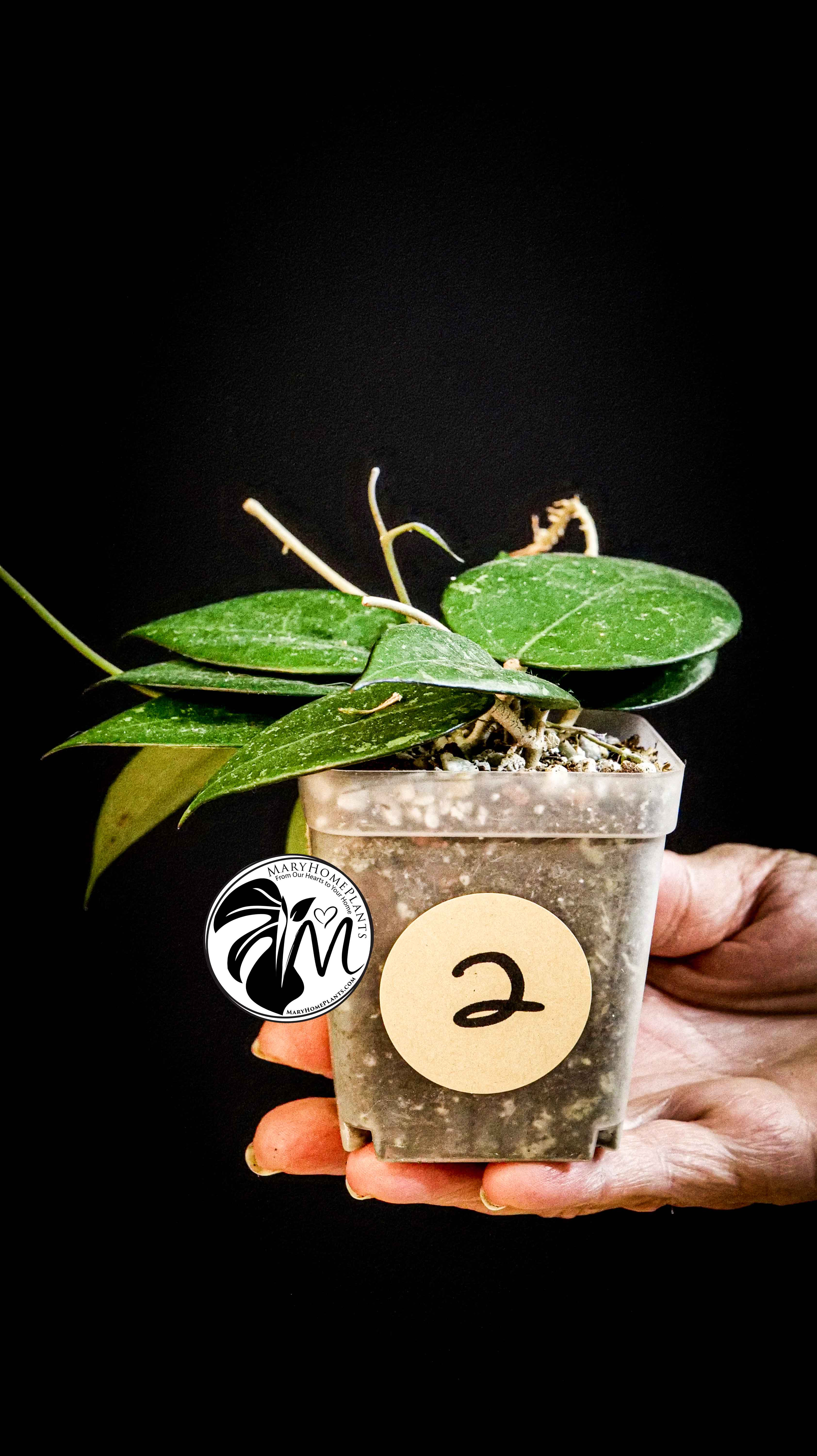Hoya Parasitica Black Edge