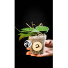 Hoya Parasitica Black Edge