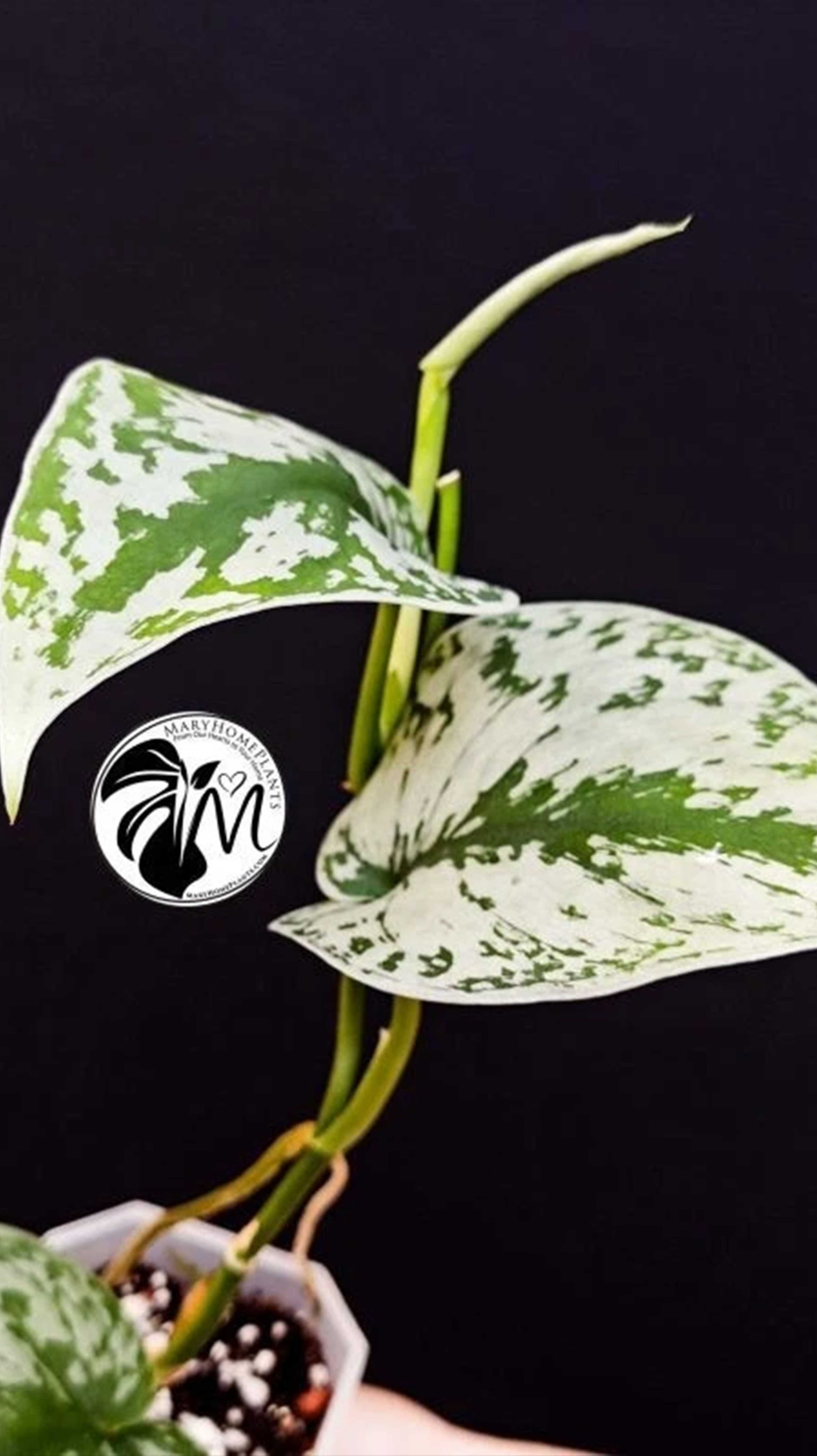 Scindapsus Pictus Exotica Trebie