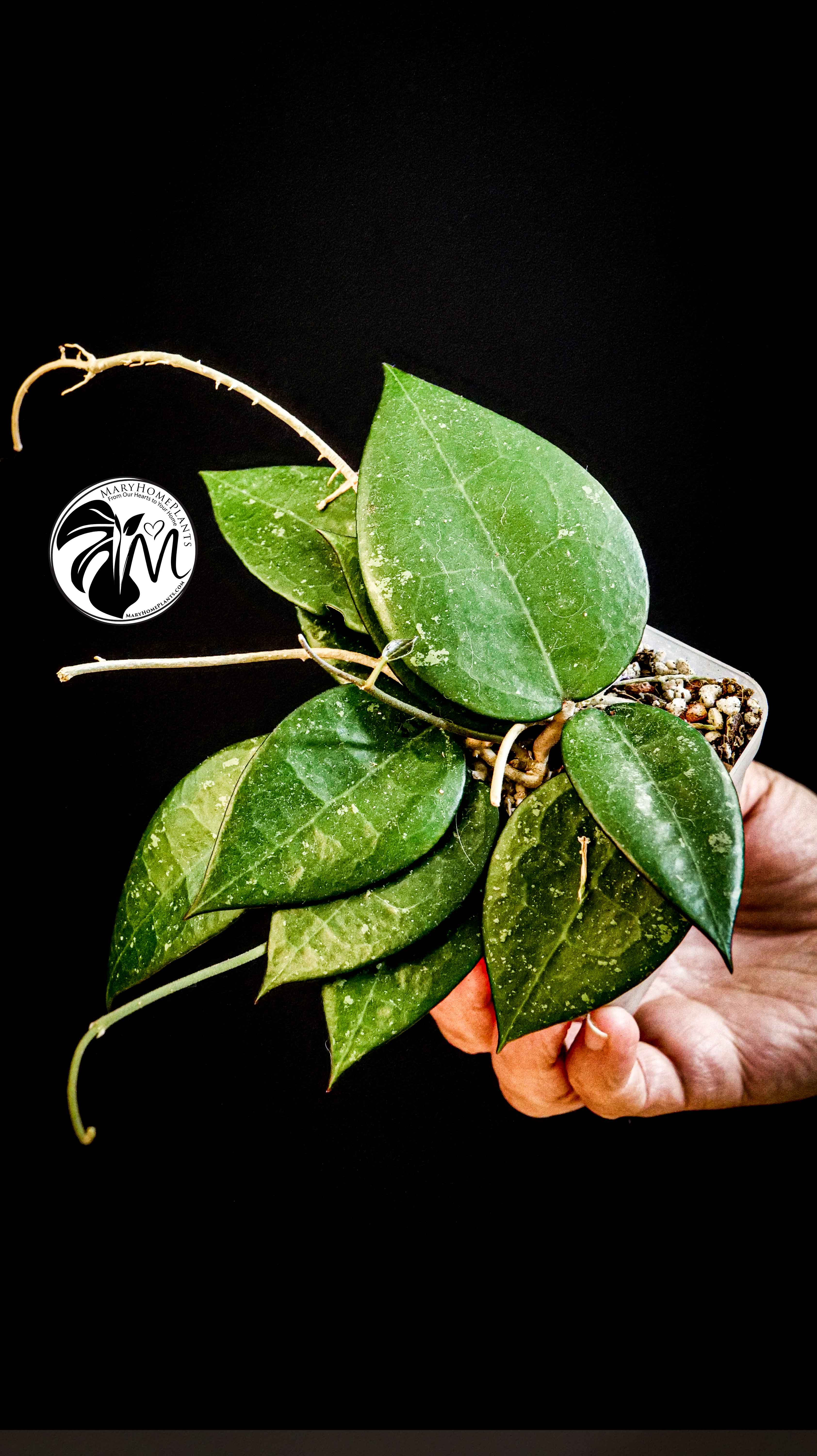 Hoya Parasitica Black Edge