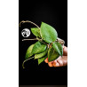 Hoya Parasitica Black Edge