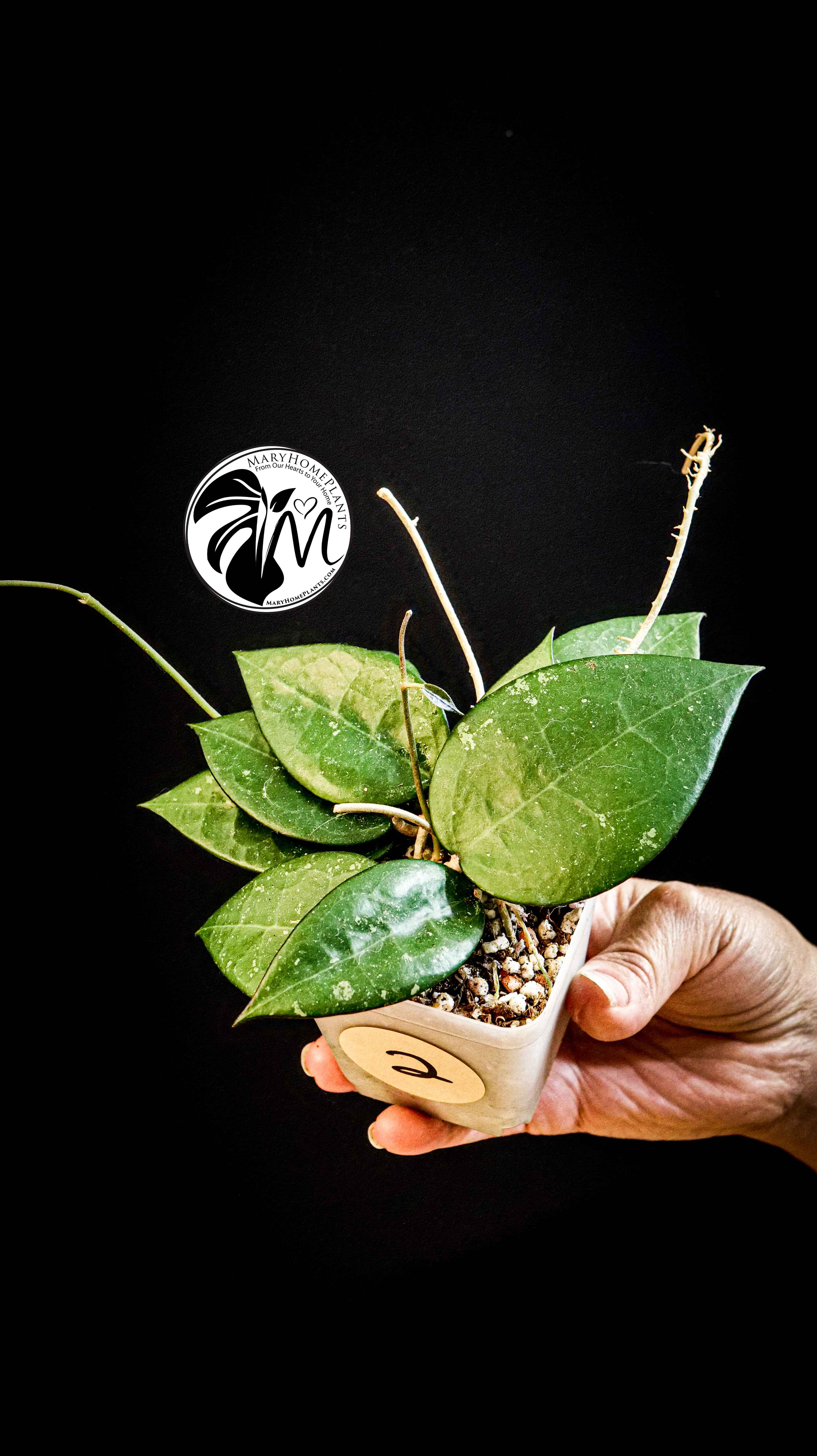 Hoya Parasitica Black Edge