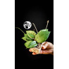 Hoya Parasitica Black Edge