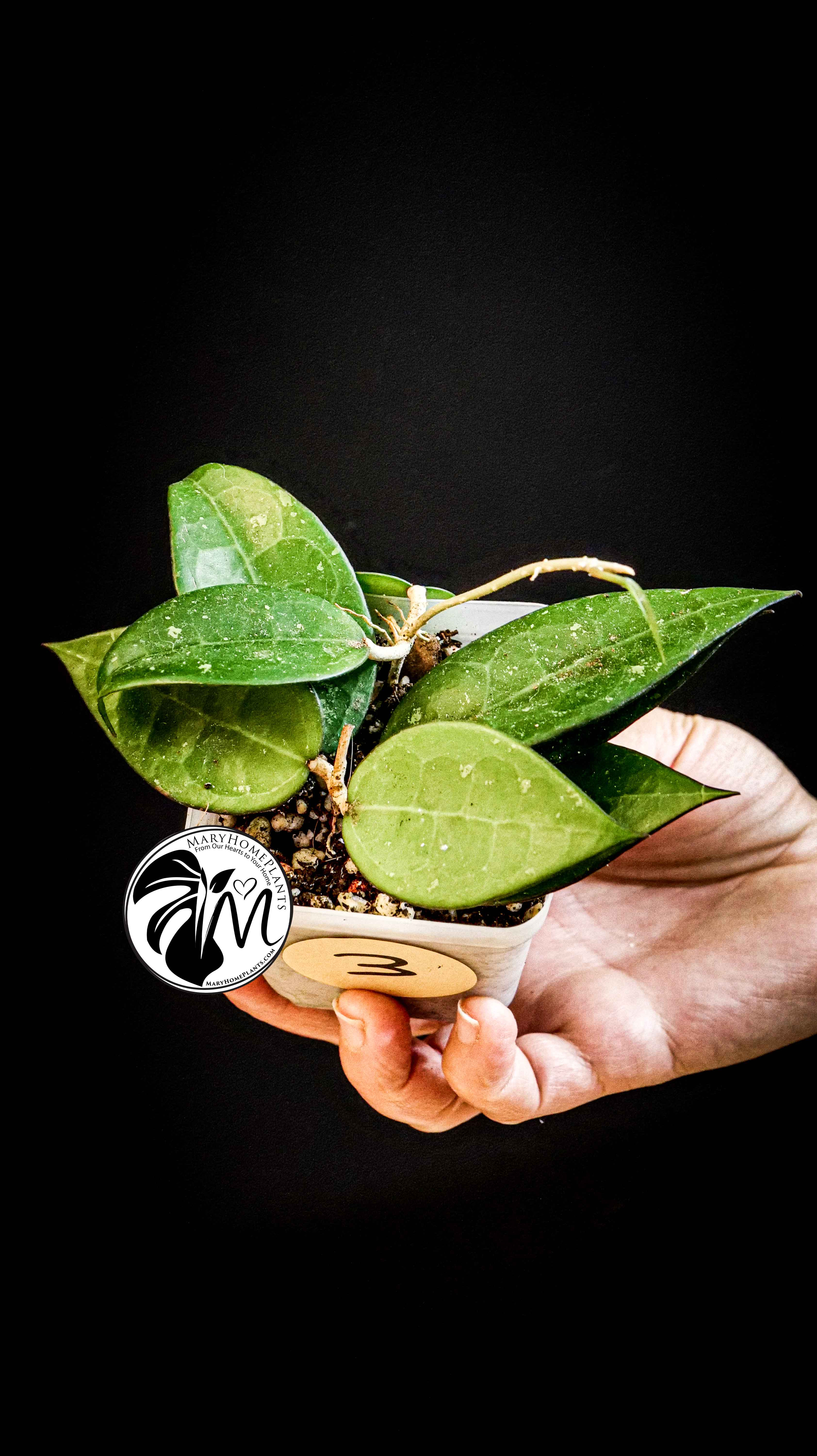 Hoya Parasitica Black Edge