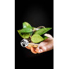 Hoya Parasitica Black Edge