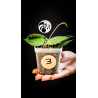 Hoya Parasitica Black Edge