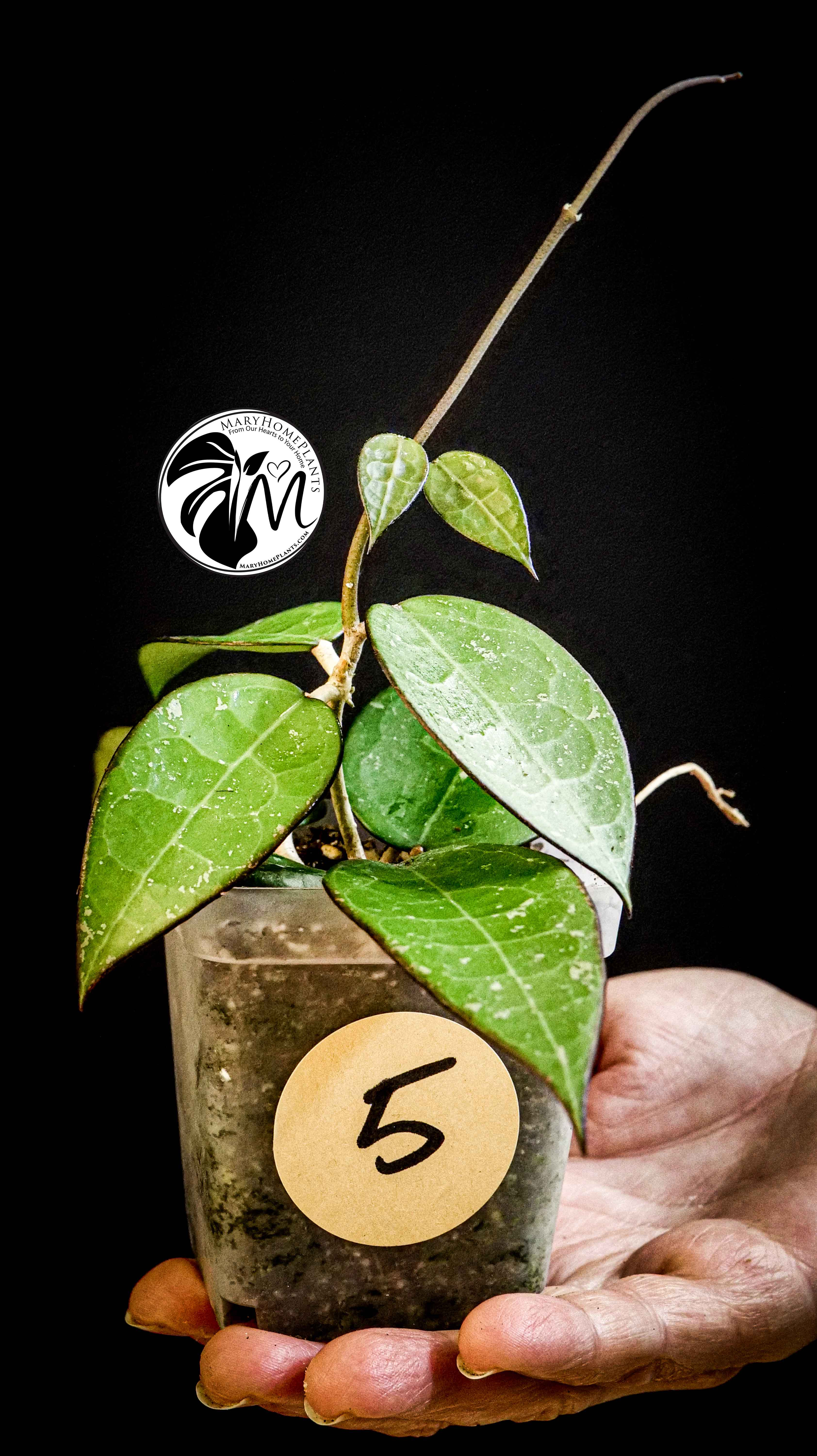Hoya Parasitica Black Edge