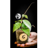 Hoya Parasitica Black Edge
