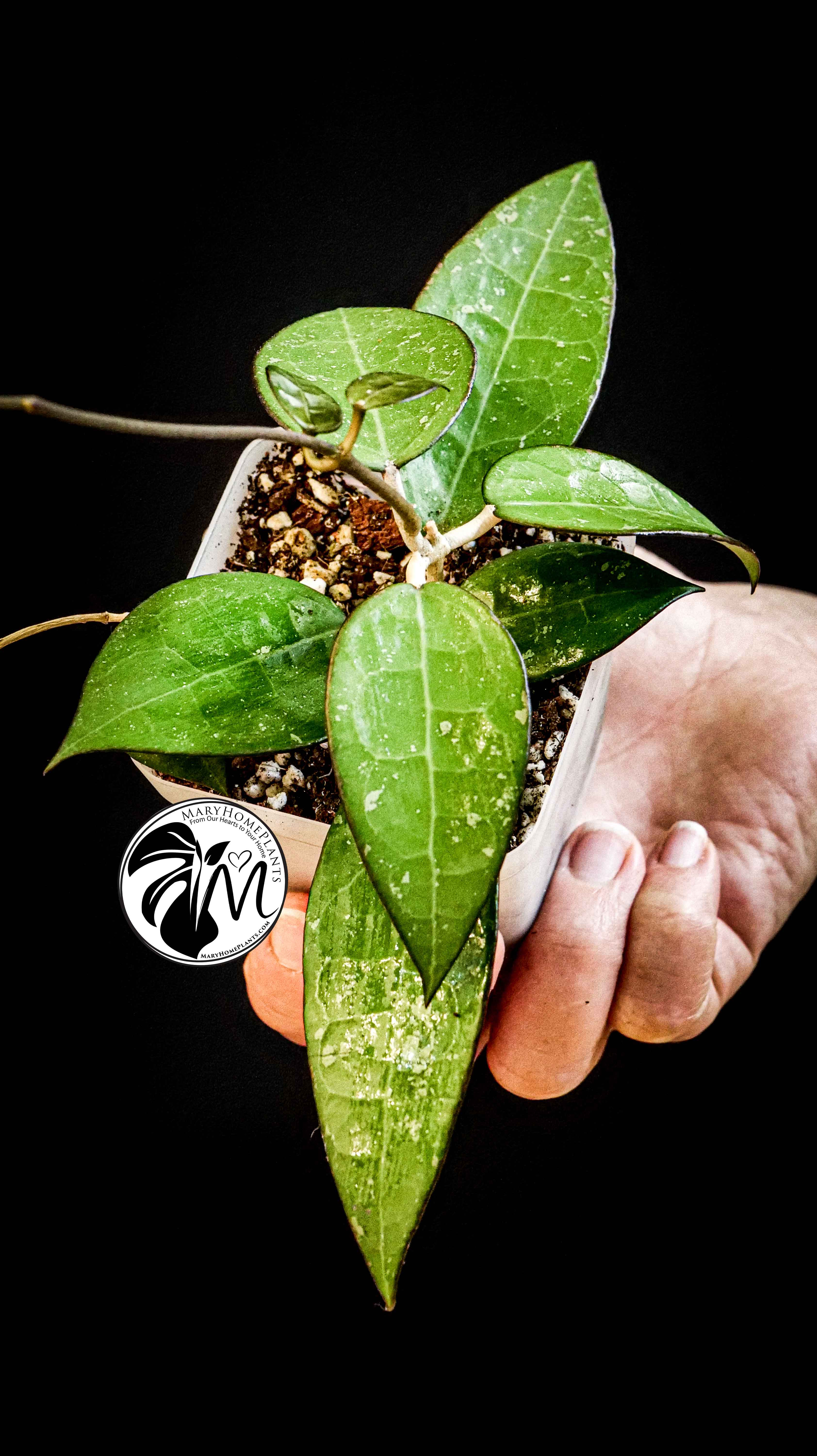 Hoya Parasitica Black Edge