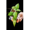 Hoya Parasitica Black Edge