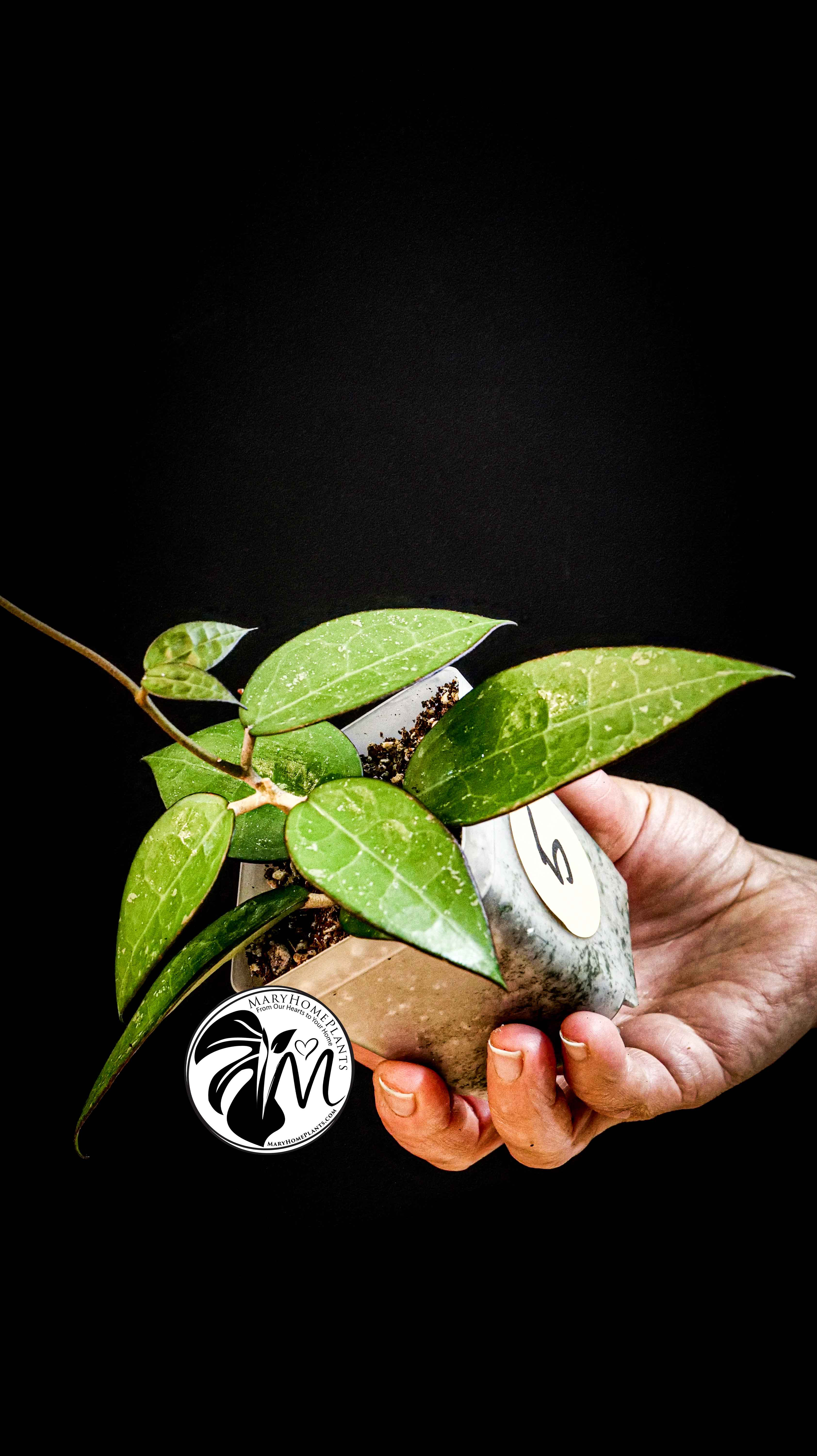Hoya Parasitica Black Edge
