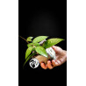 Hoya Parasitica Black Edge