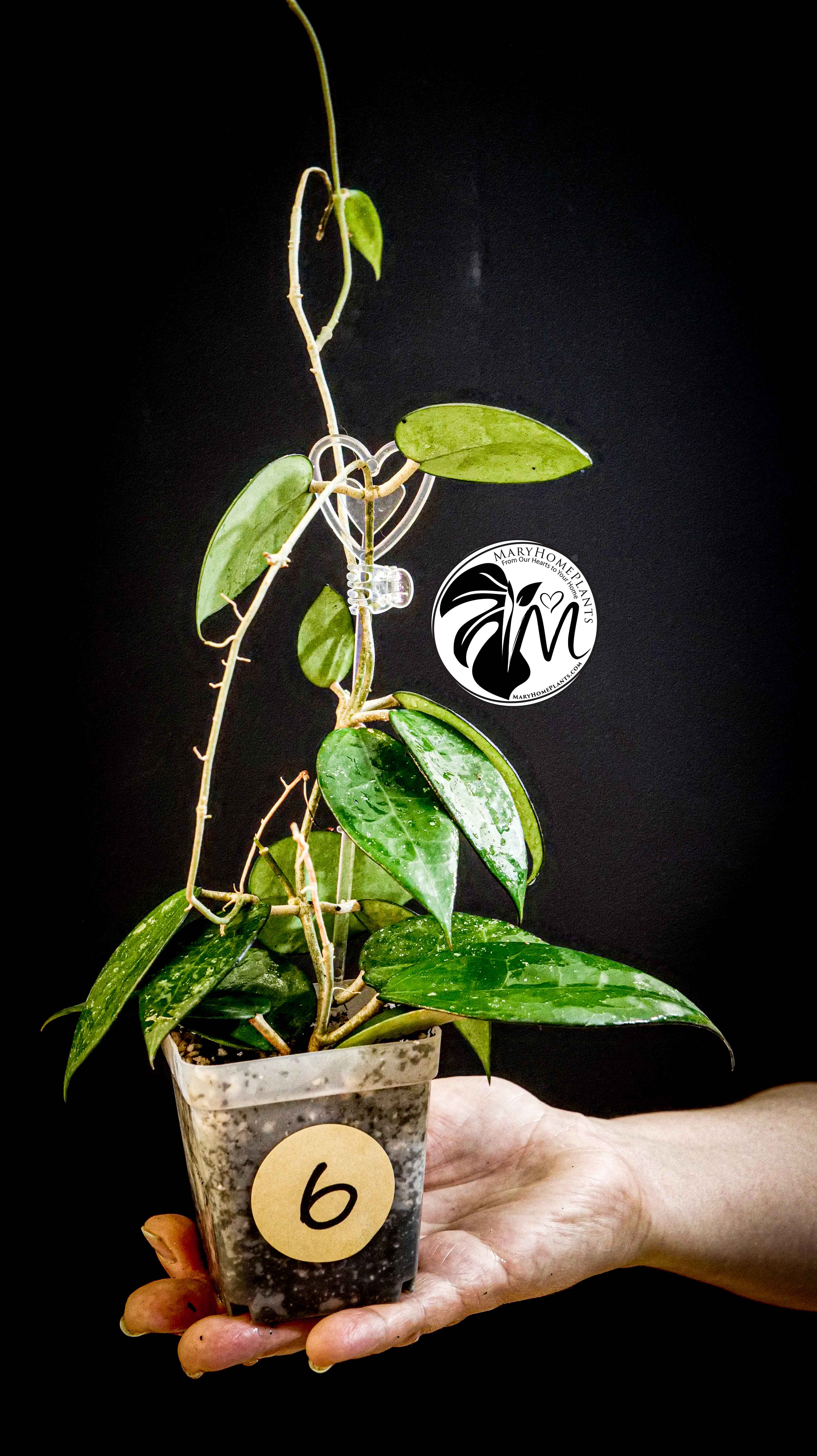 Hoya Parasitica Black Edge