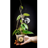 Hoya Parasitica Black Edge