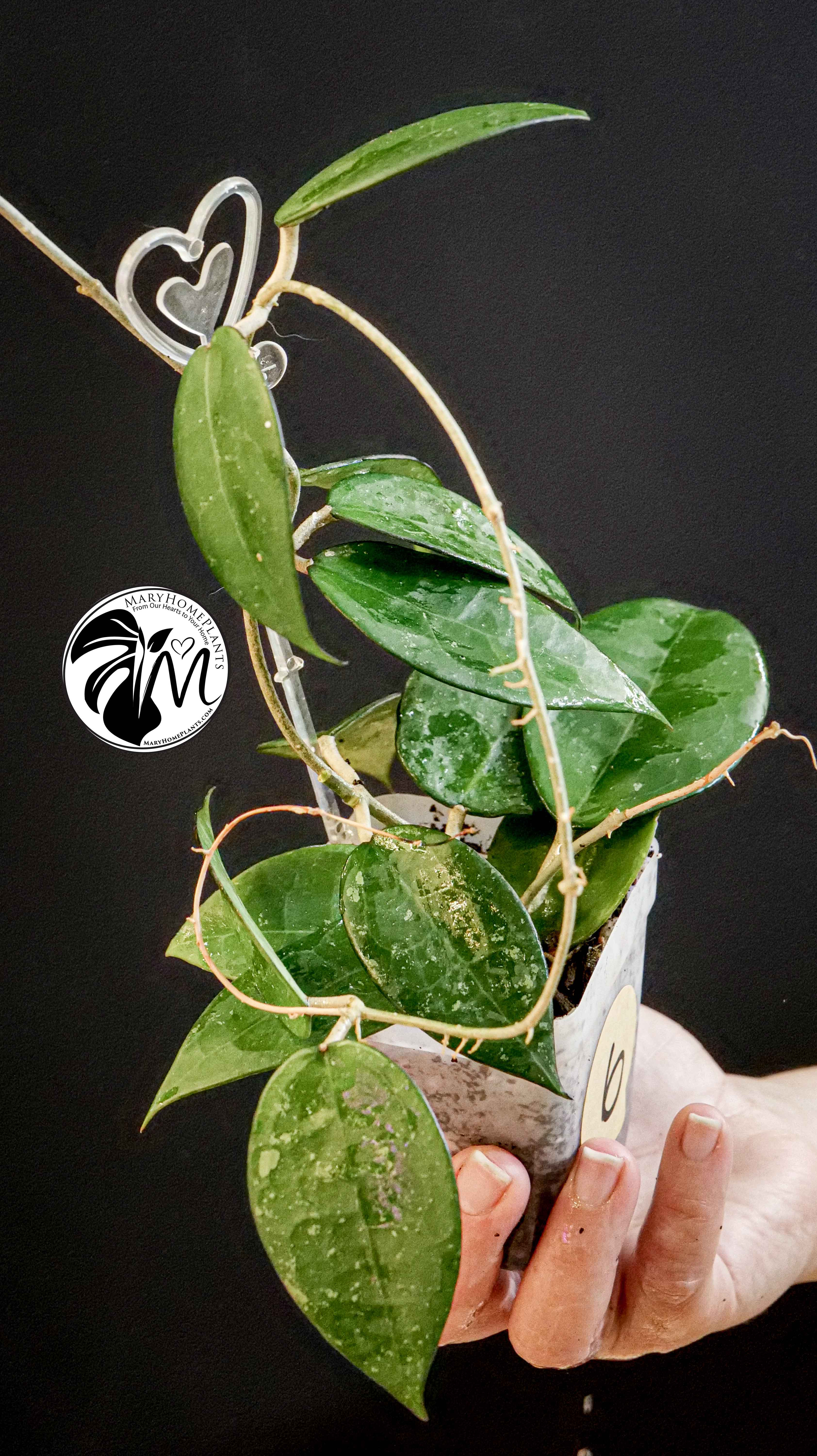 Hoya Parasitica Black Edge