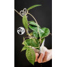 Hoya Parasitica Black Edge