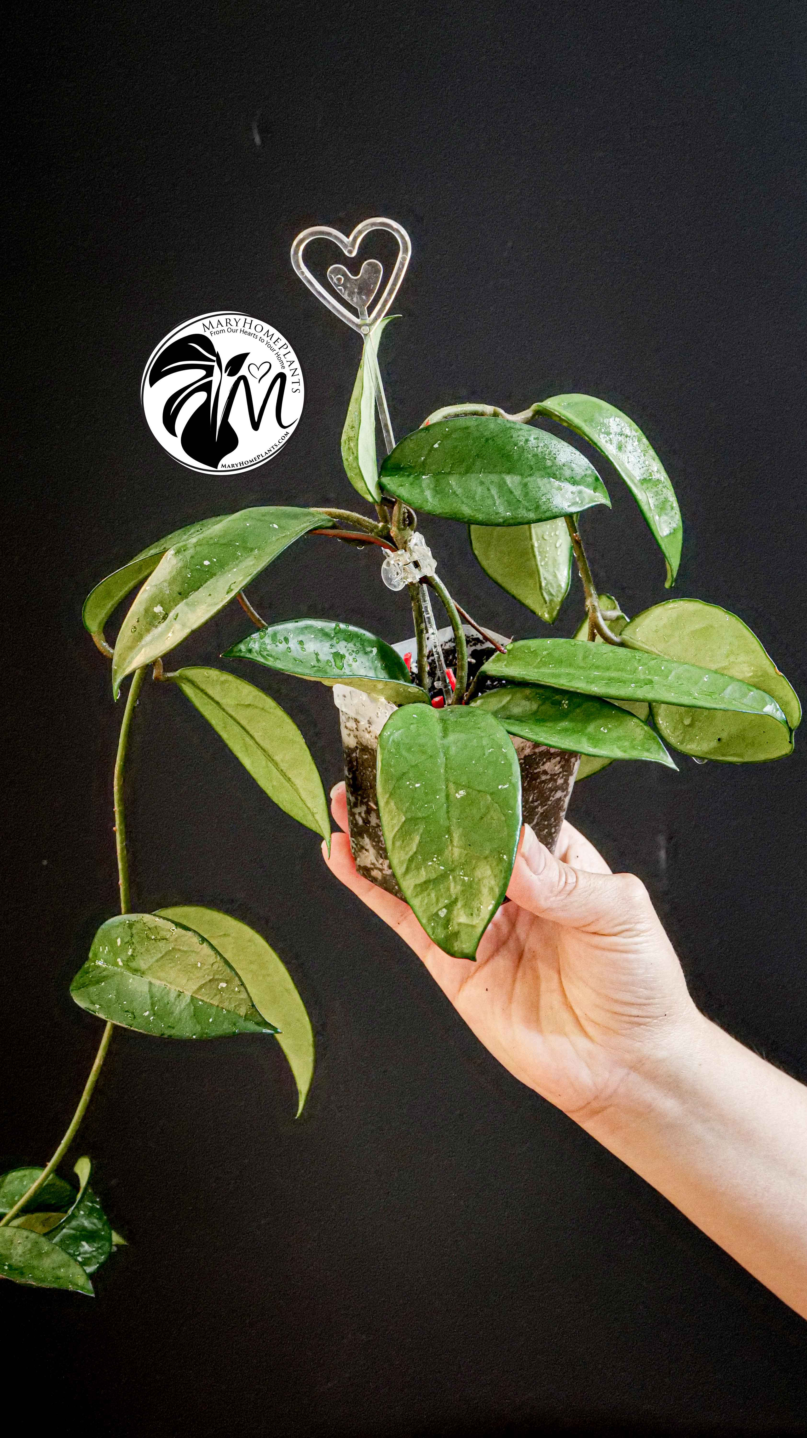 Hoya Carnosa