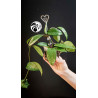 Hoya Carnosa