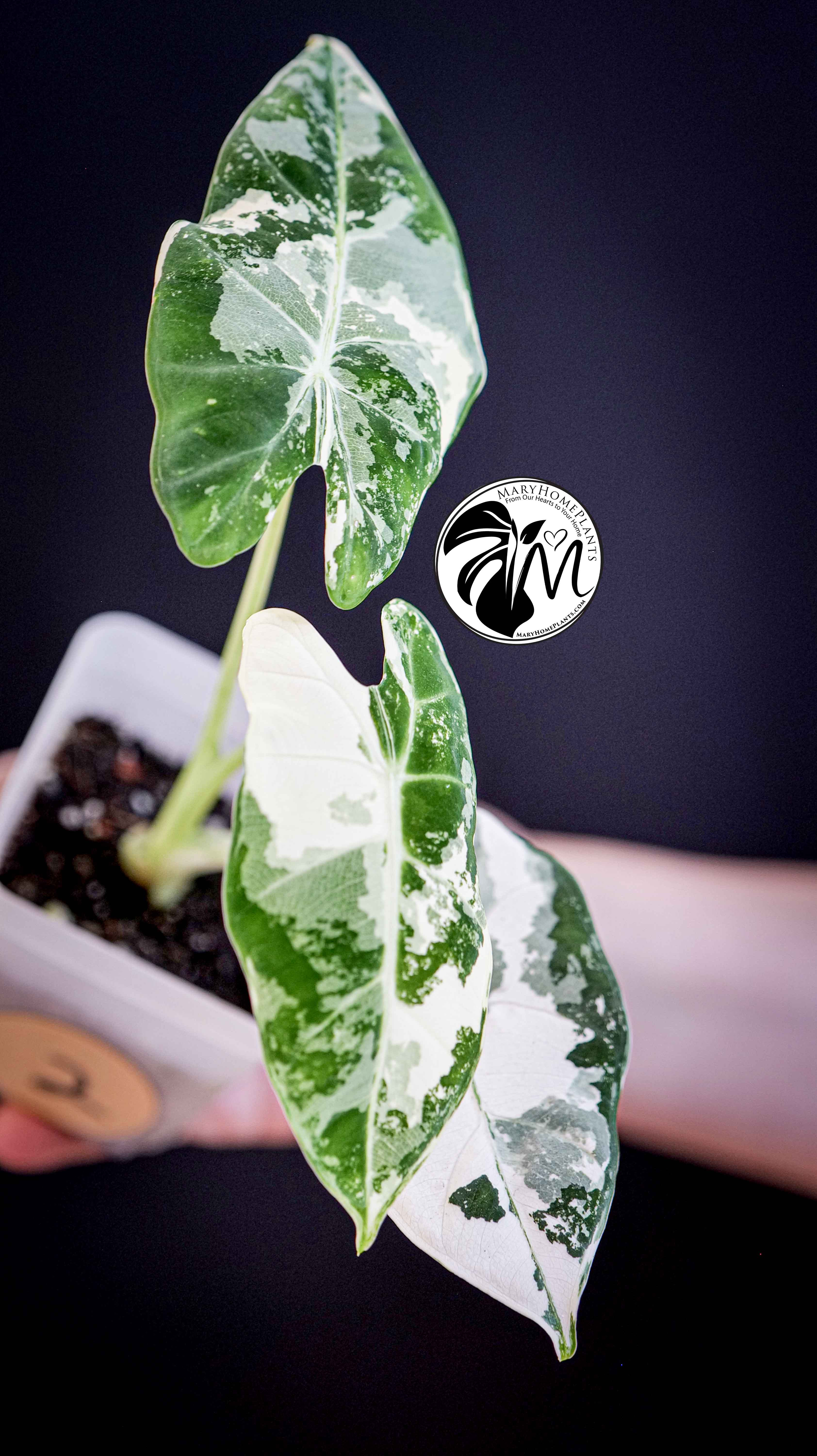 Alocasia Micholitziana Frydek Variegated