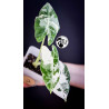 Alocasia Micholitziana Frydek Variegated