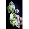 Alocasia Micholitziana Frydek Variegated