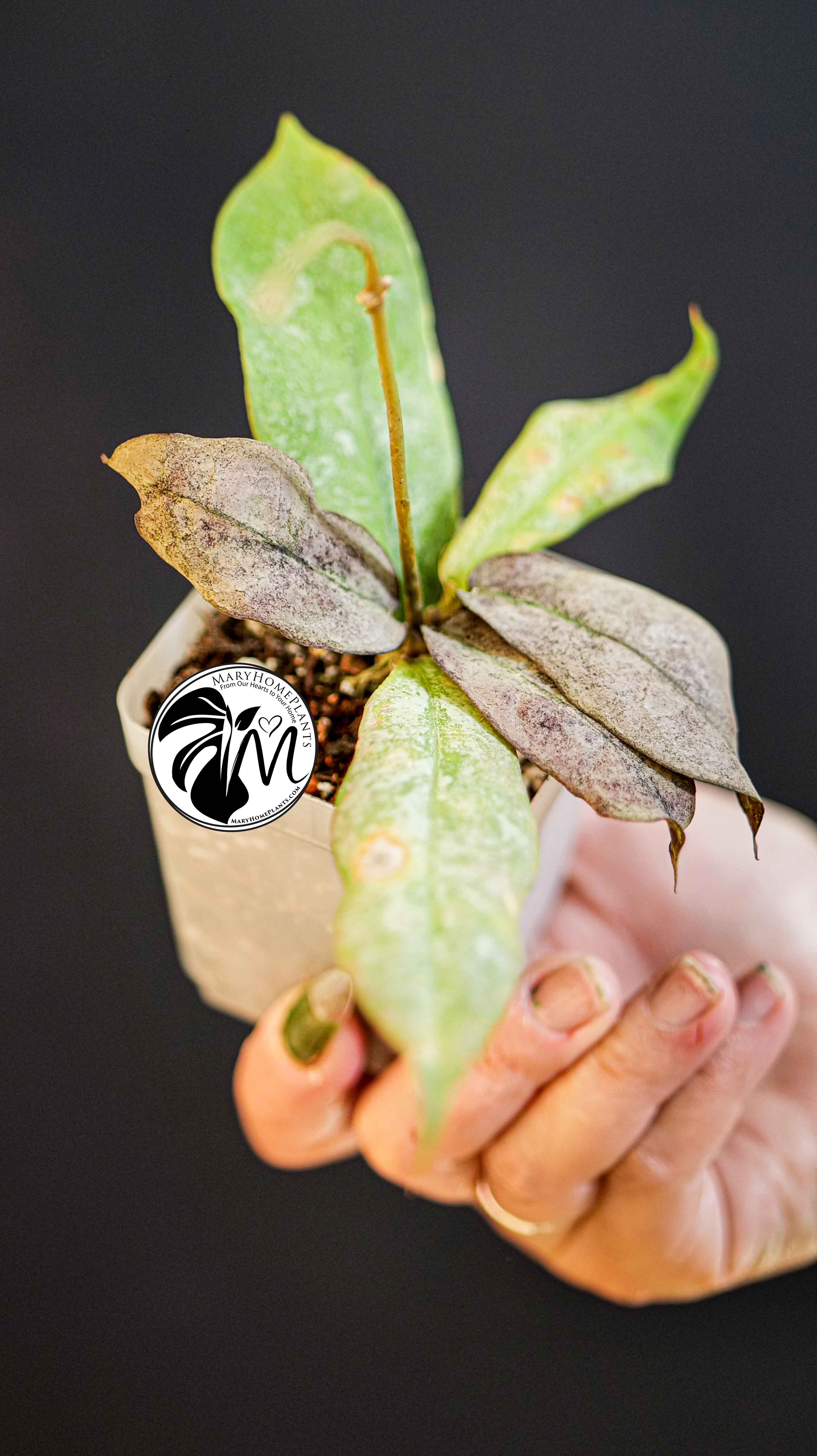 Hoya Mitrata Silver