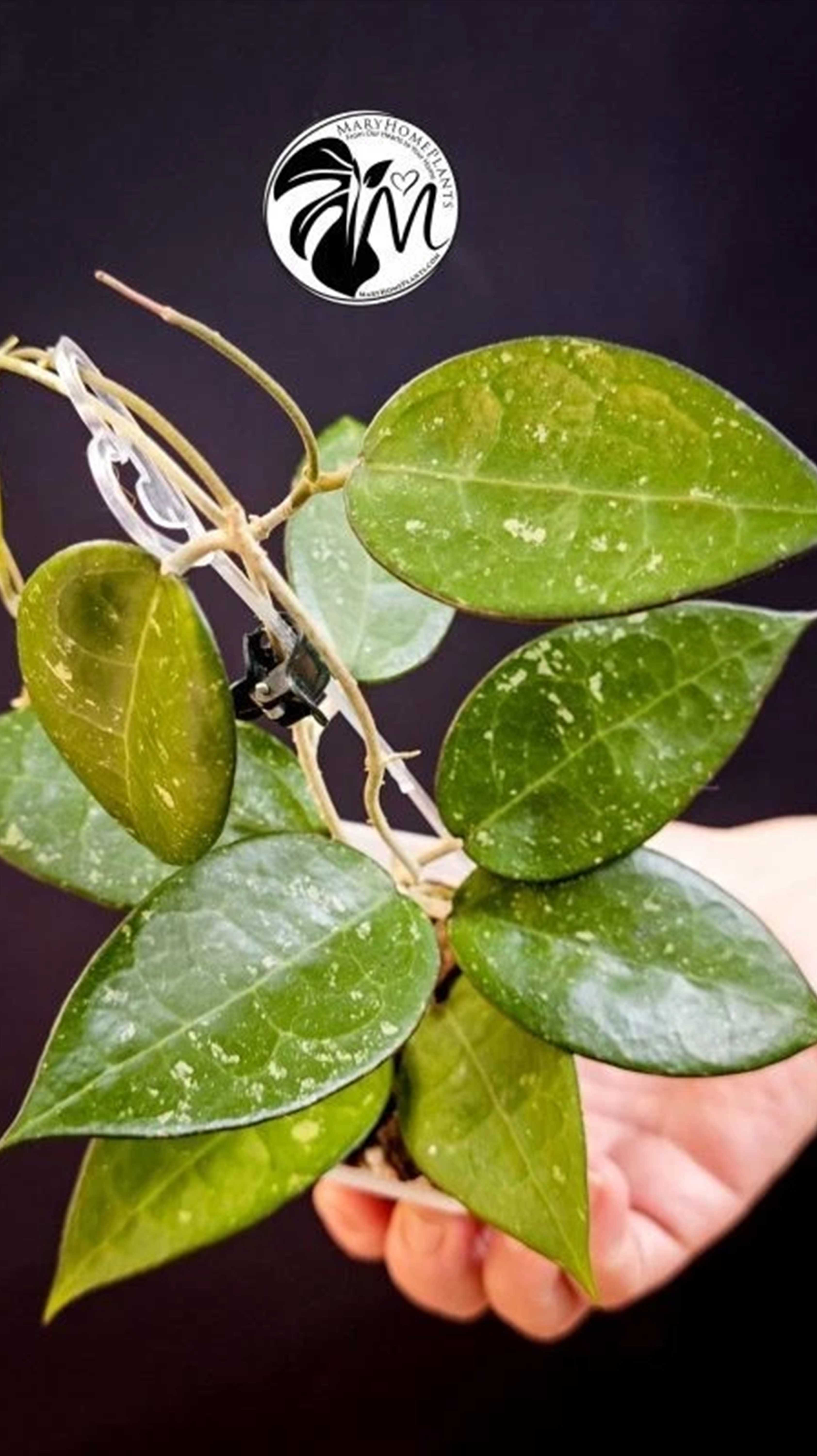 Hoya Parasitica Black Edge
