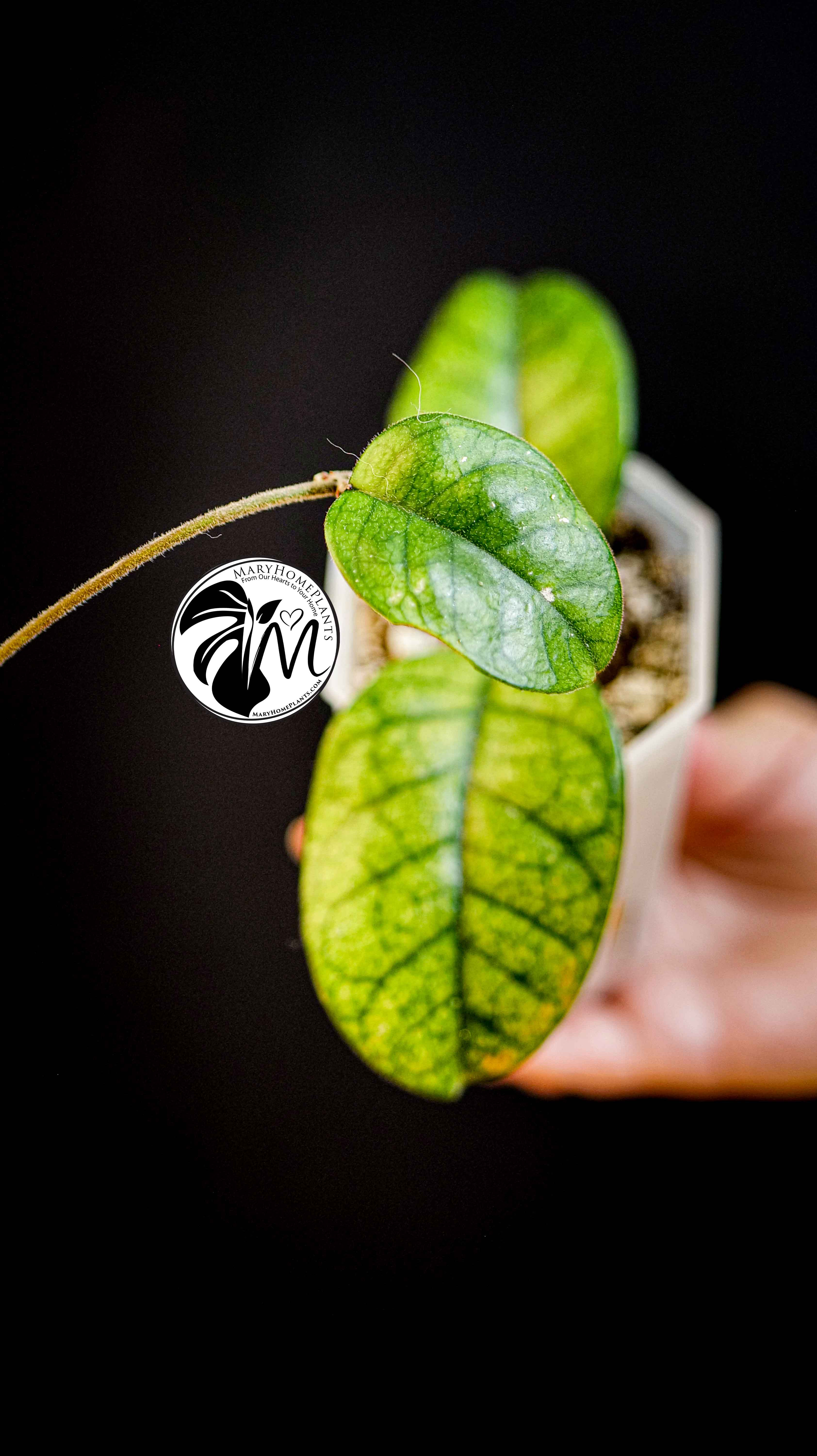Hoya Motoskei