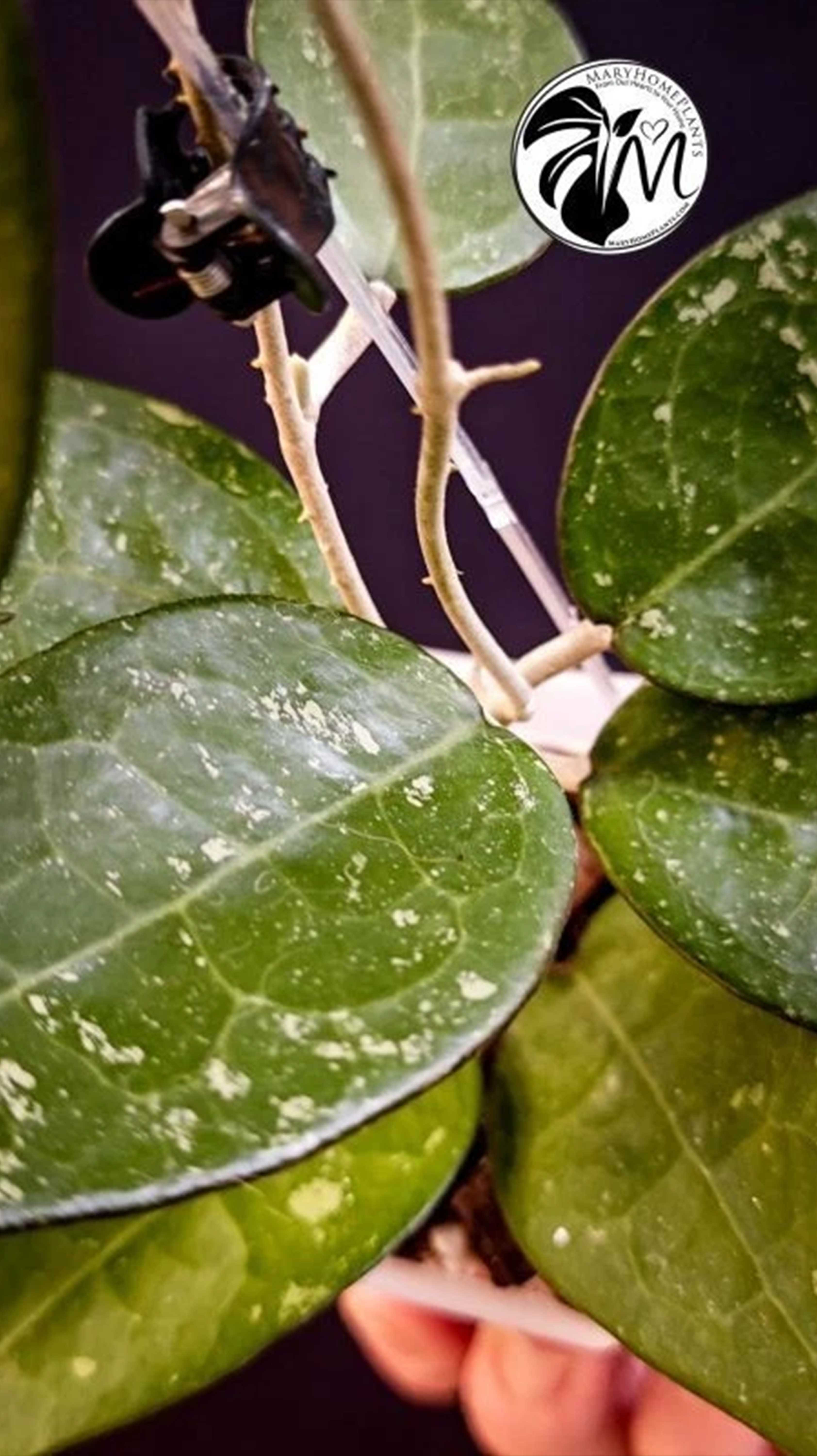 Hoya Parasitica Black Edge