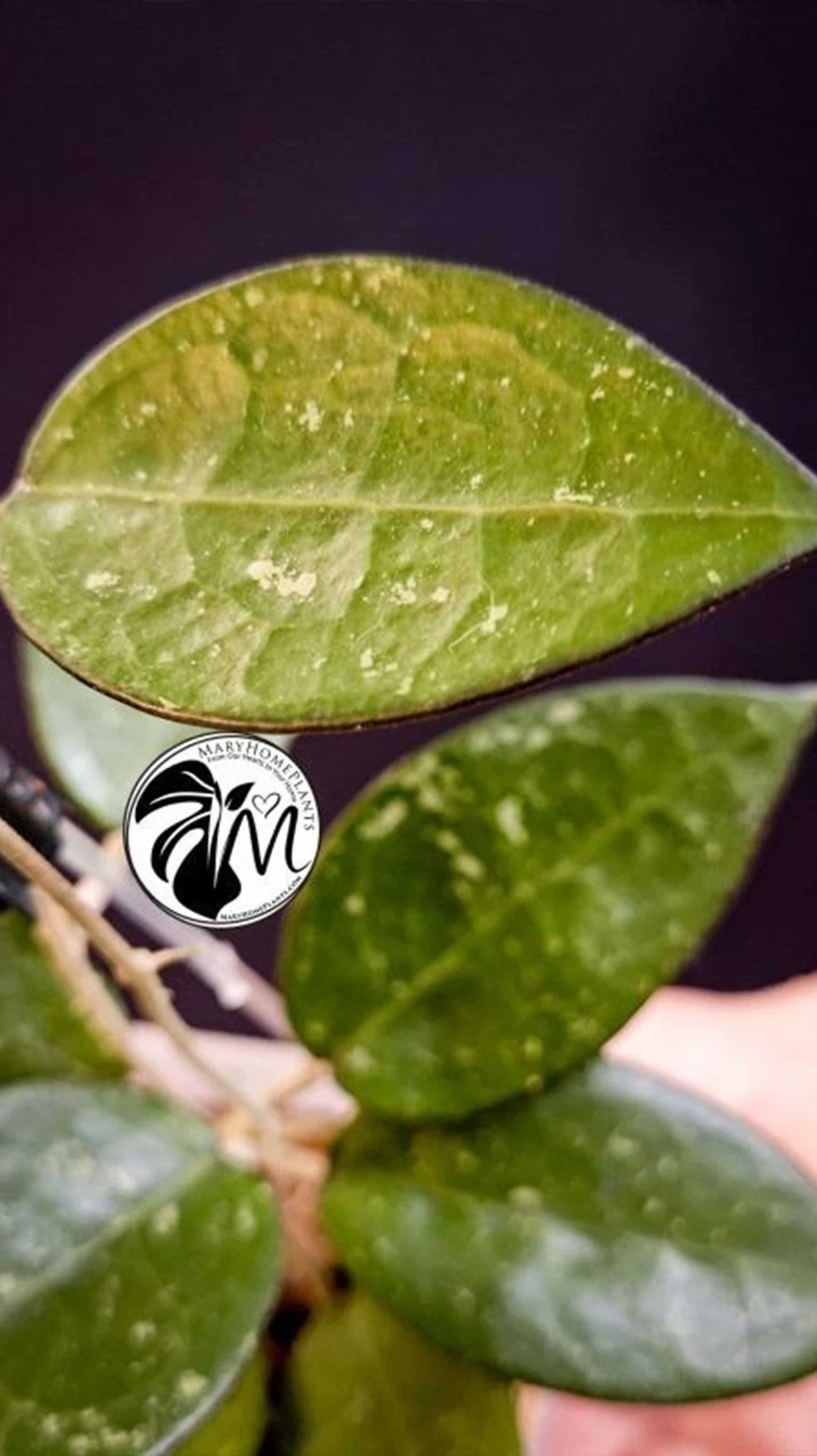 Hoya Parasitica Black Edge