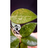 Hoya Parasitica Black Edge