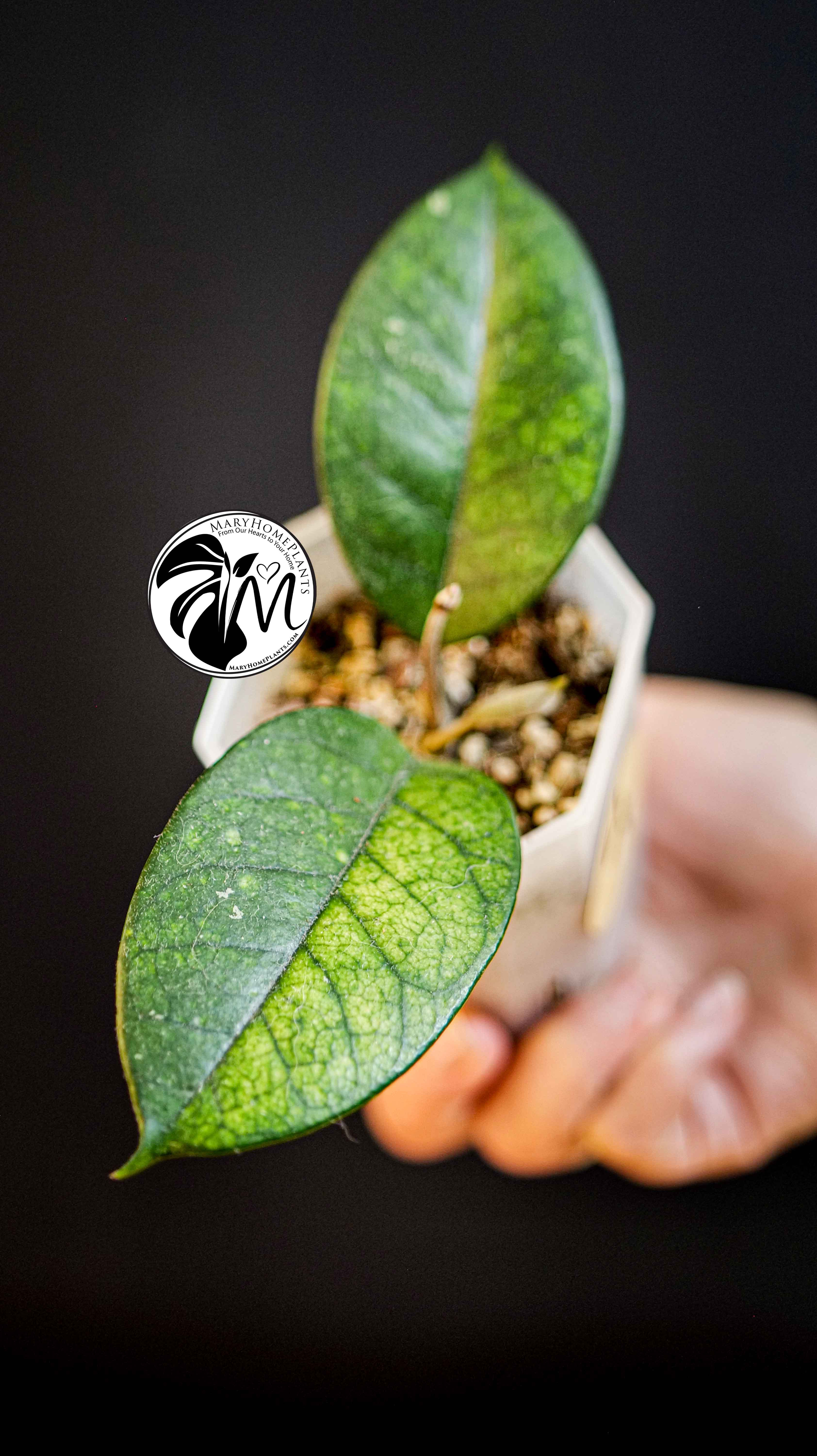 Hoya Motoskei