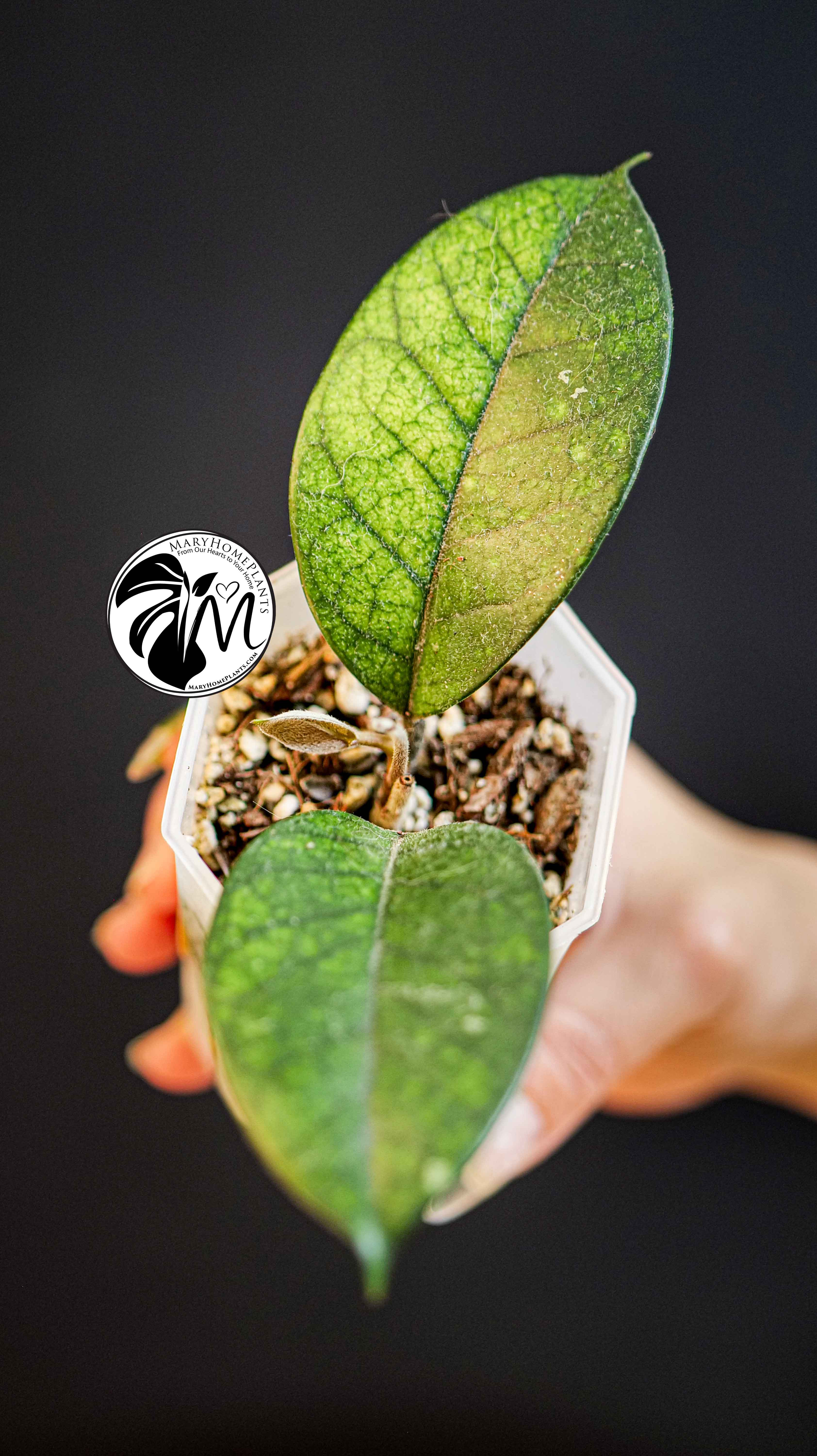 Hoya Motoskei