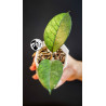 Hoya Motoskei