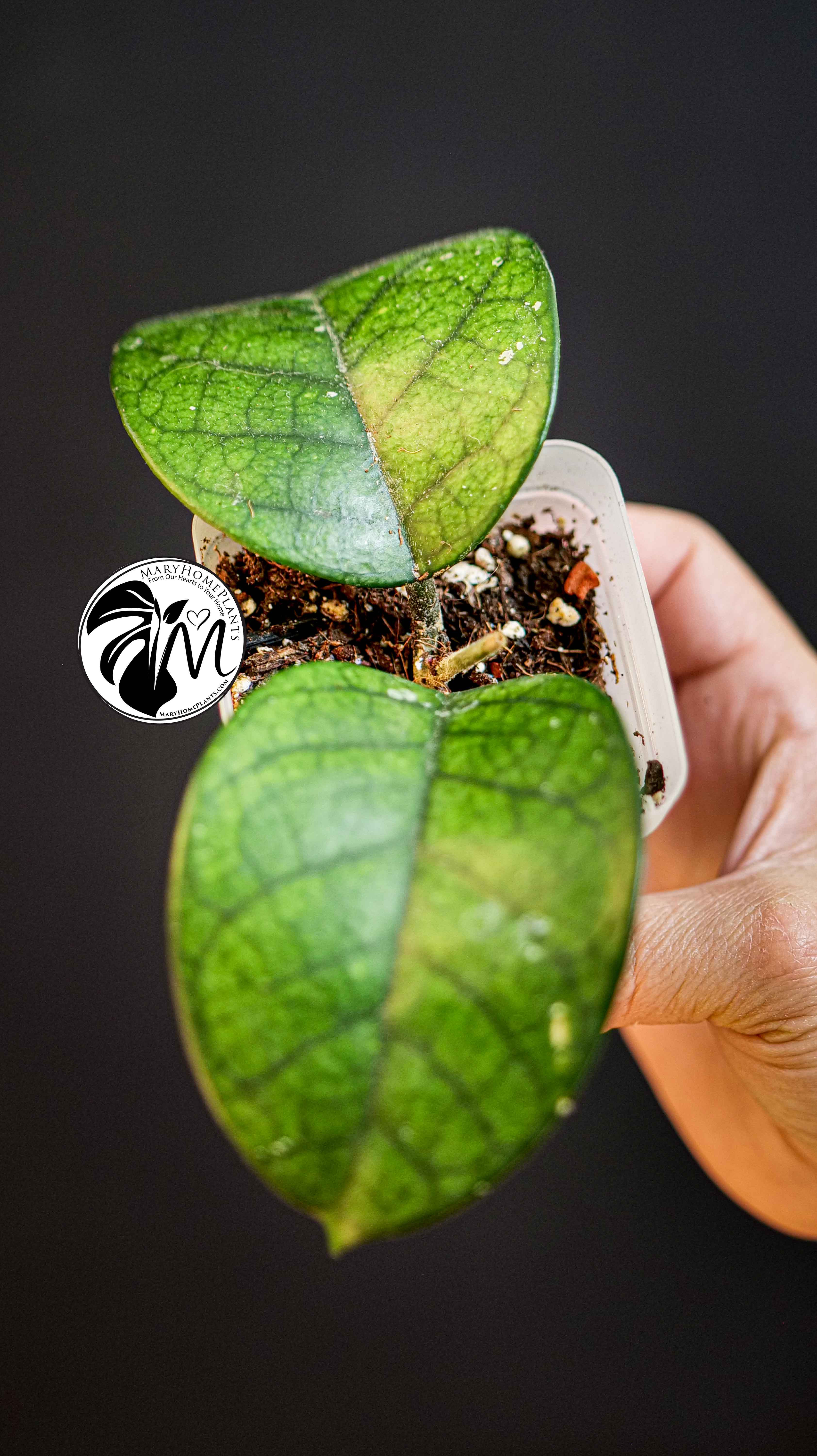 Hoya Motoskei