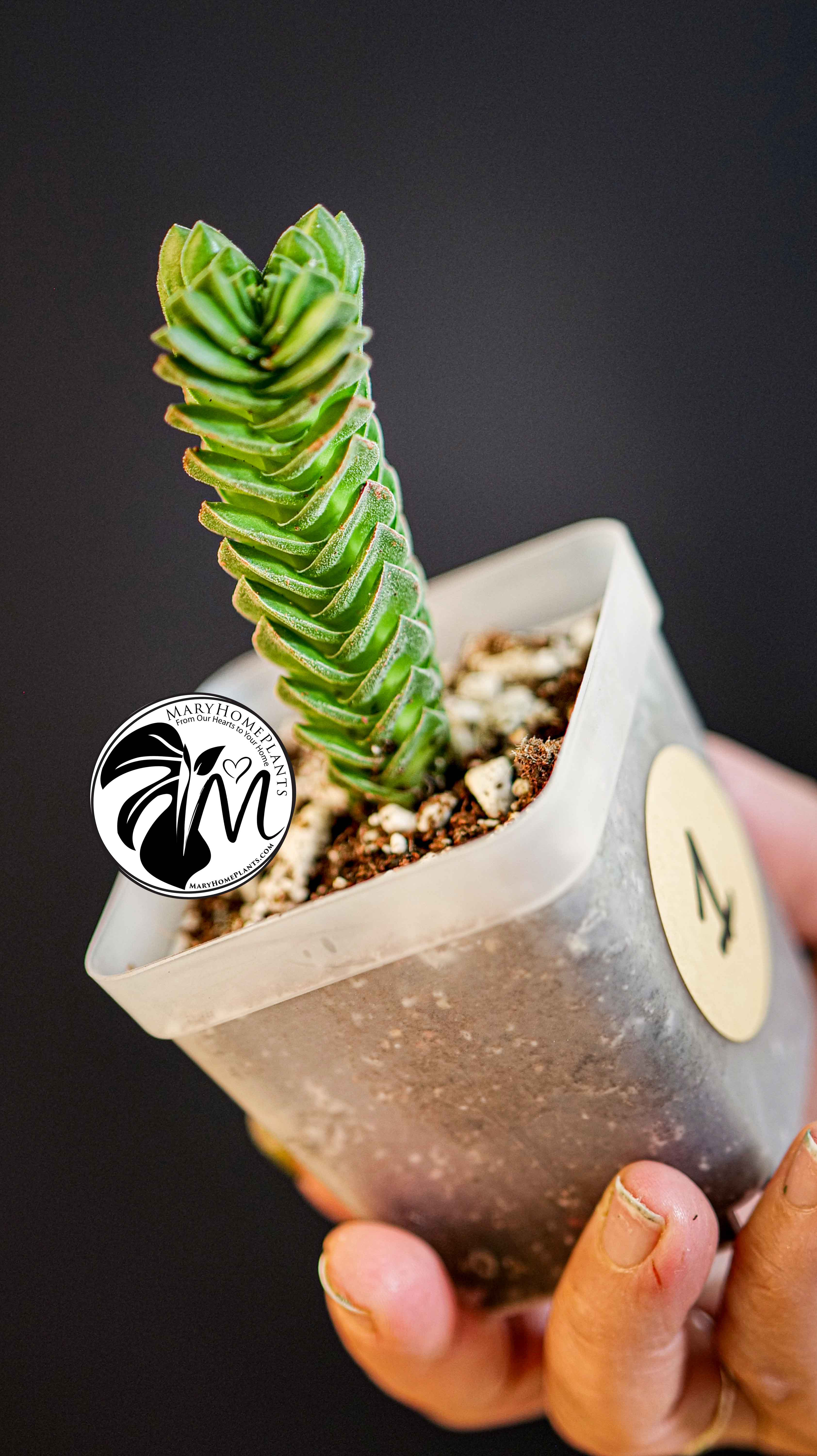 Crassula Buddhas Temple