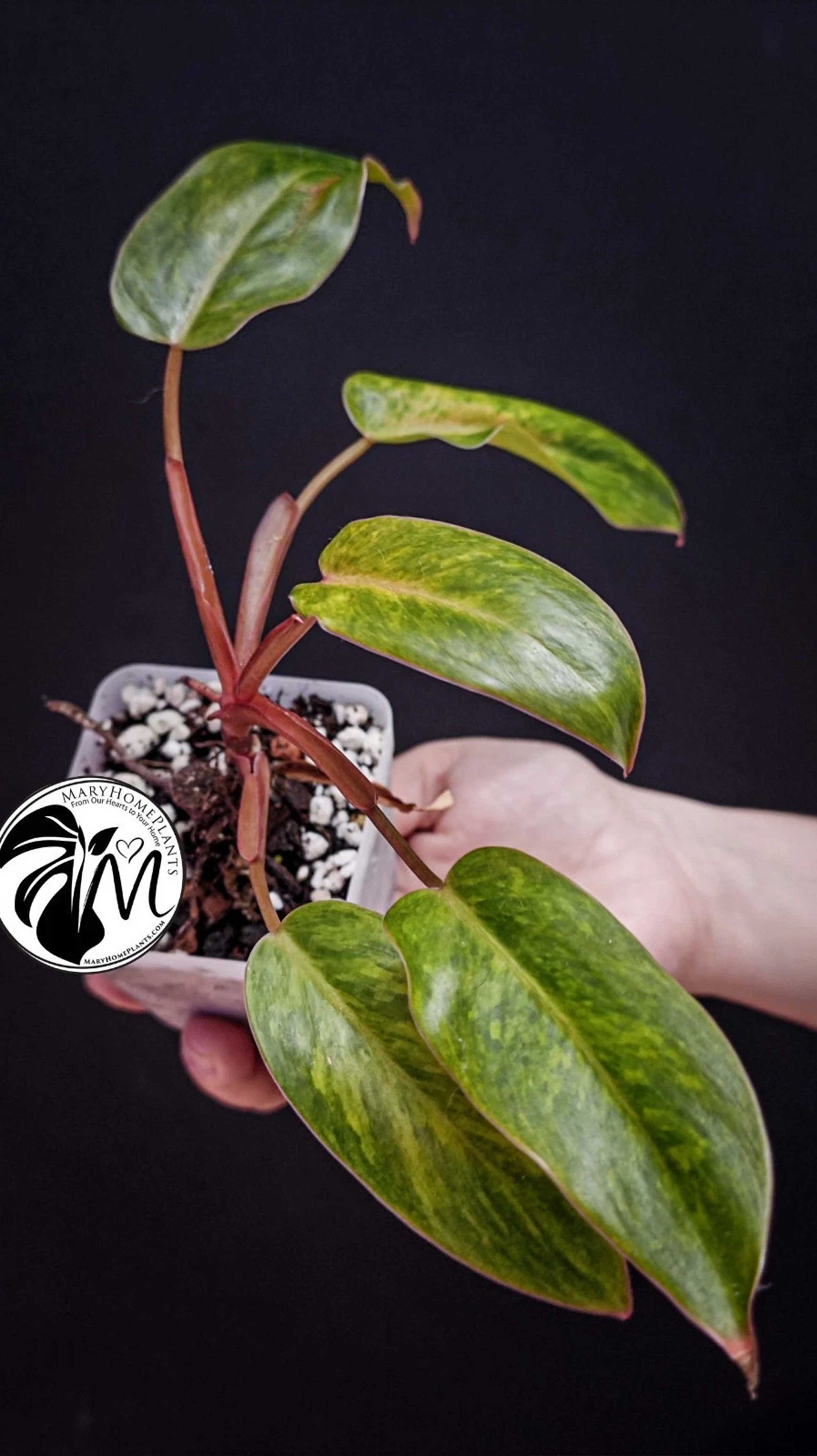 Philodendron Painted Lady