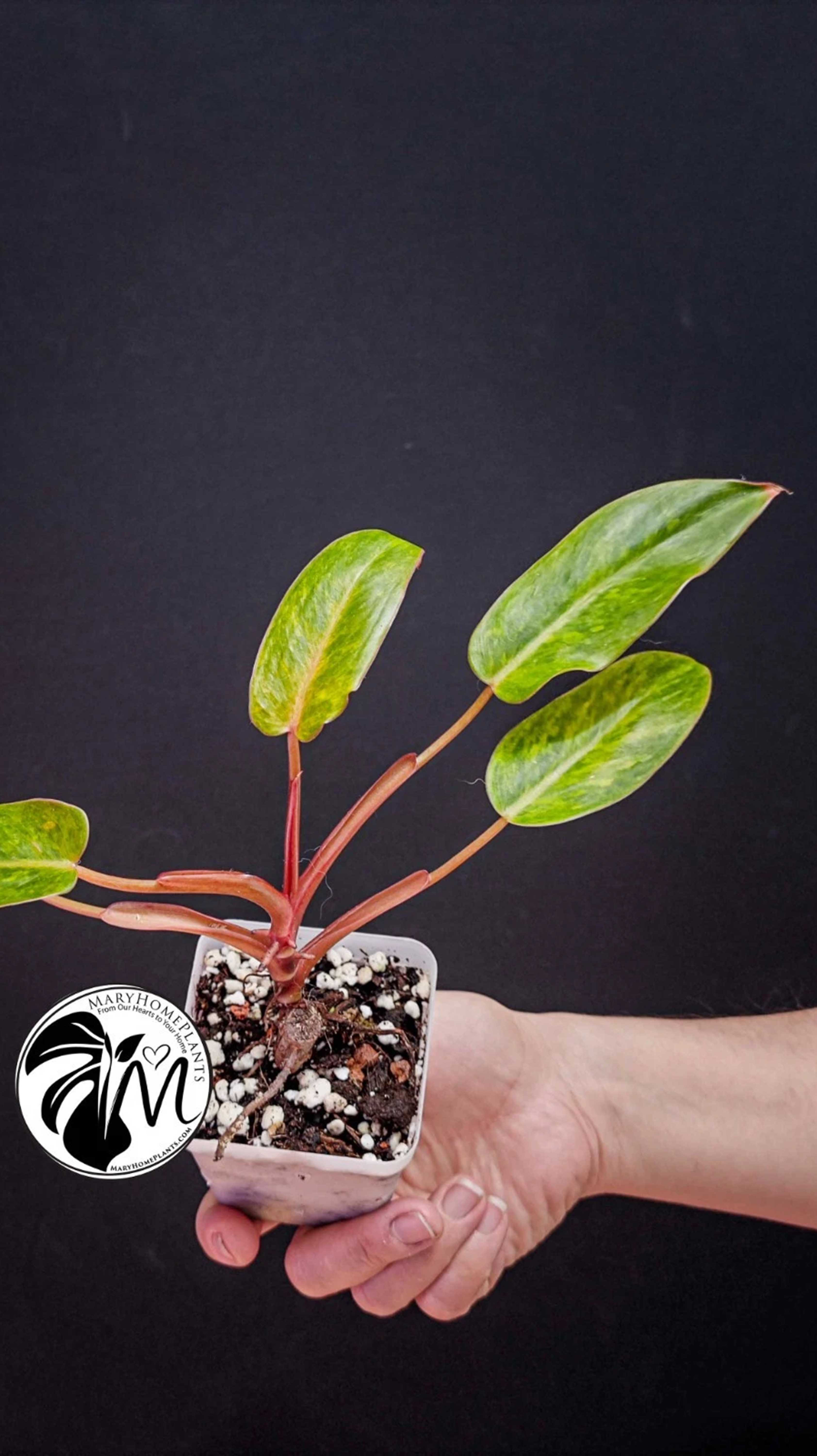 Philodendron Painted Lady