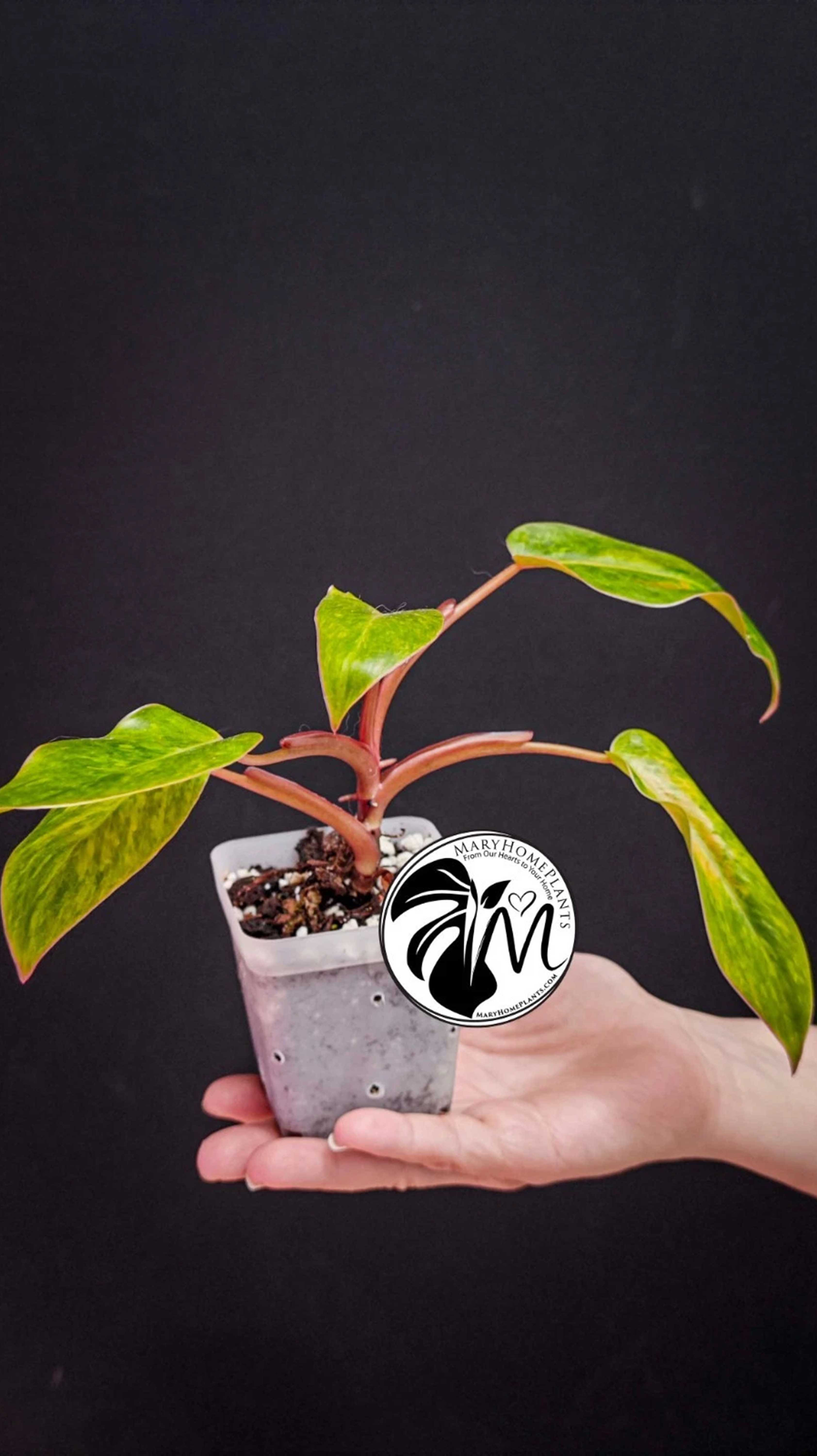 Philodendron Painted Lady