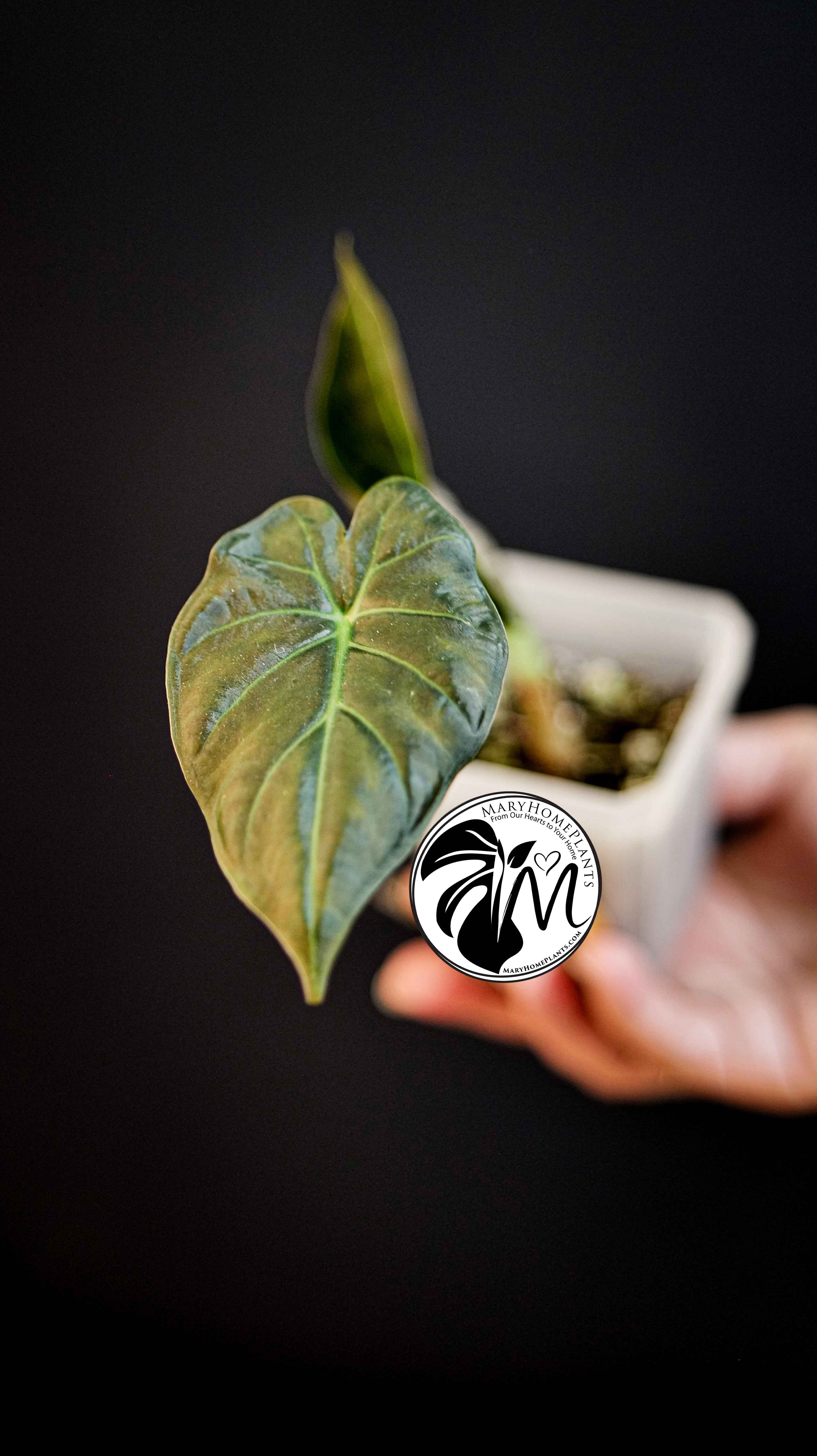 Alocasia Regal Shields