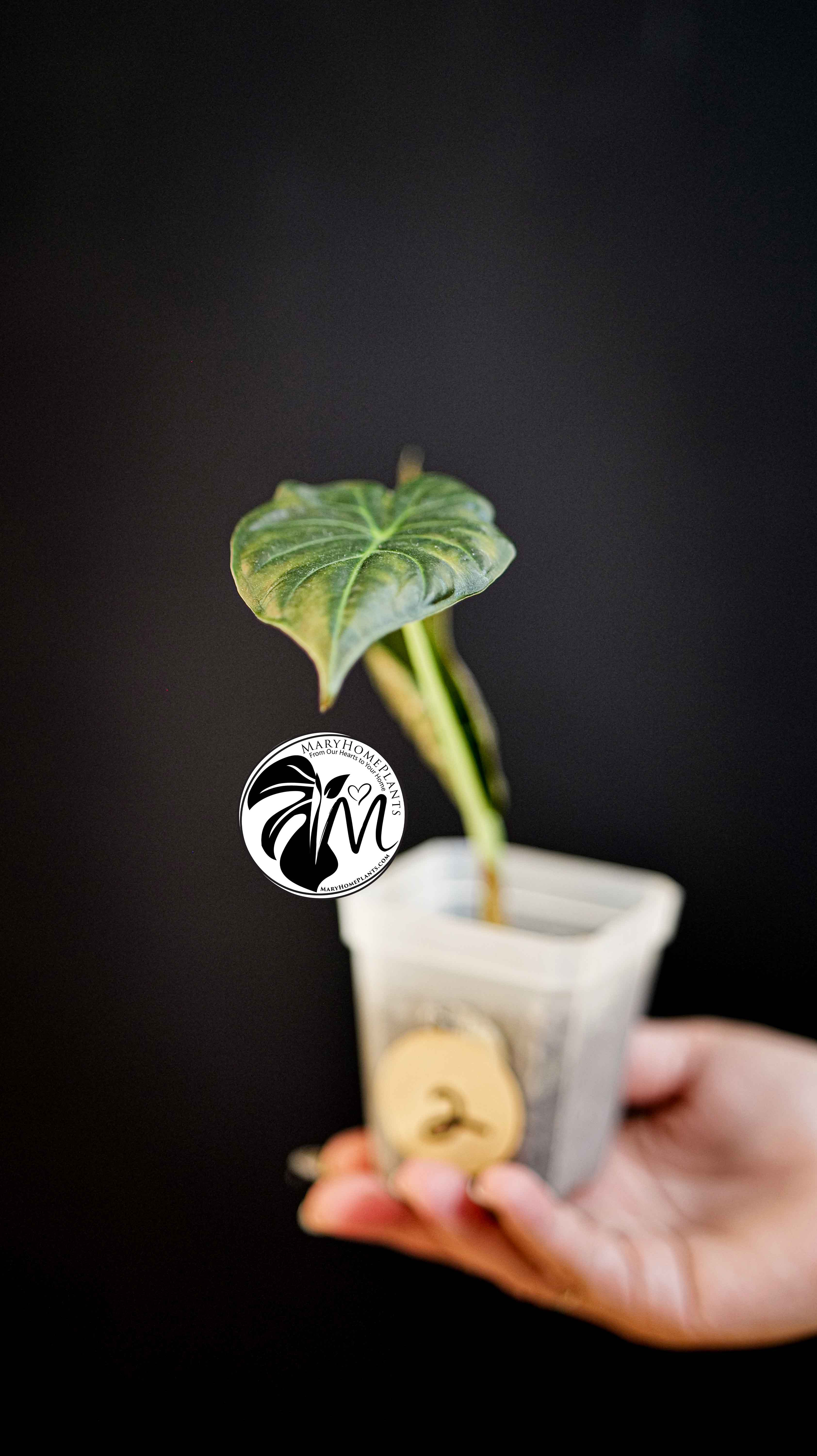 Alocasia Regal Shields